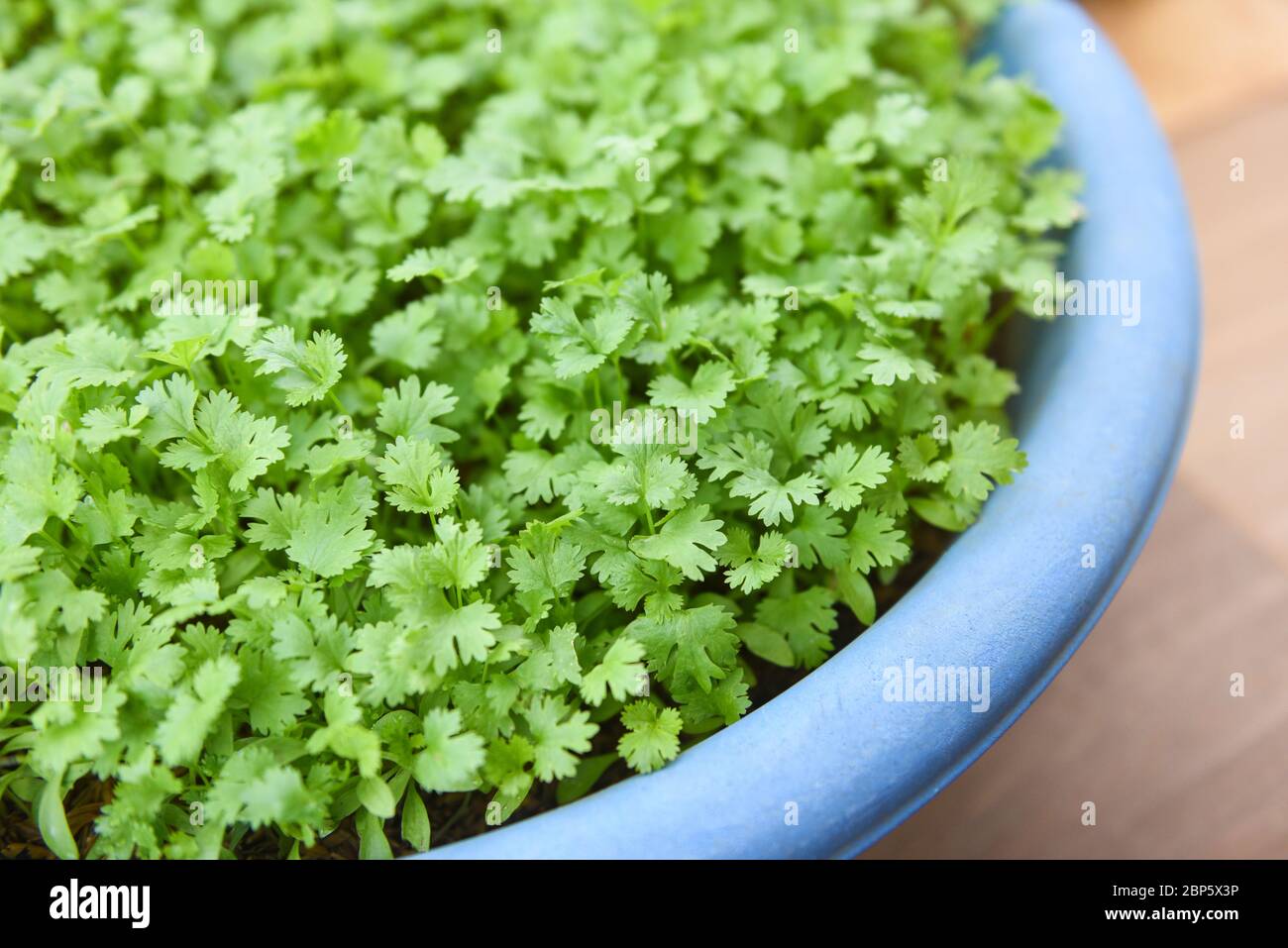 Koriander Pflanze Blatt Pflanzung im Topf in der graden Natur Hintergrund /  Grn Koriander Bltter Gemse fr Lebensmittel Zutaten Stockfotografie -  Alamy