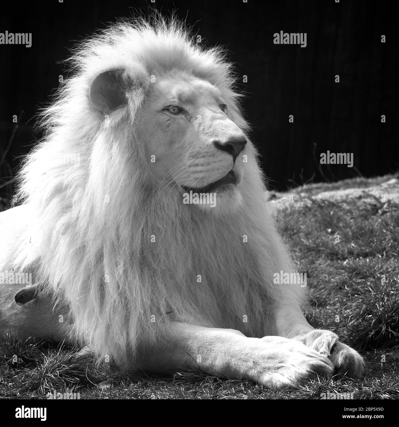 Der König der Löwen Stockfoto