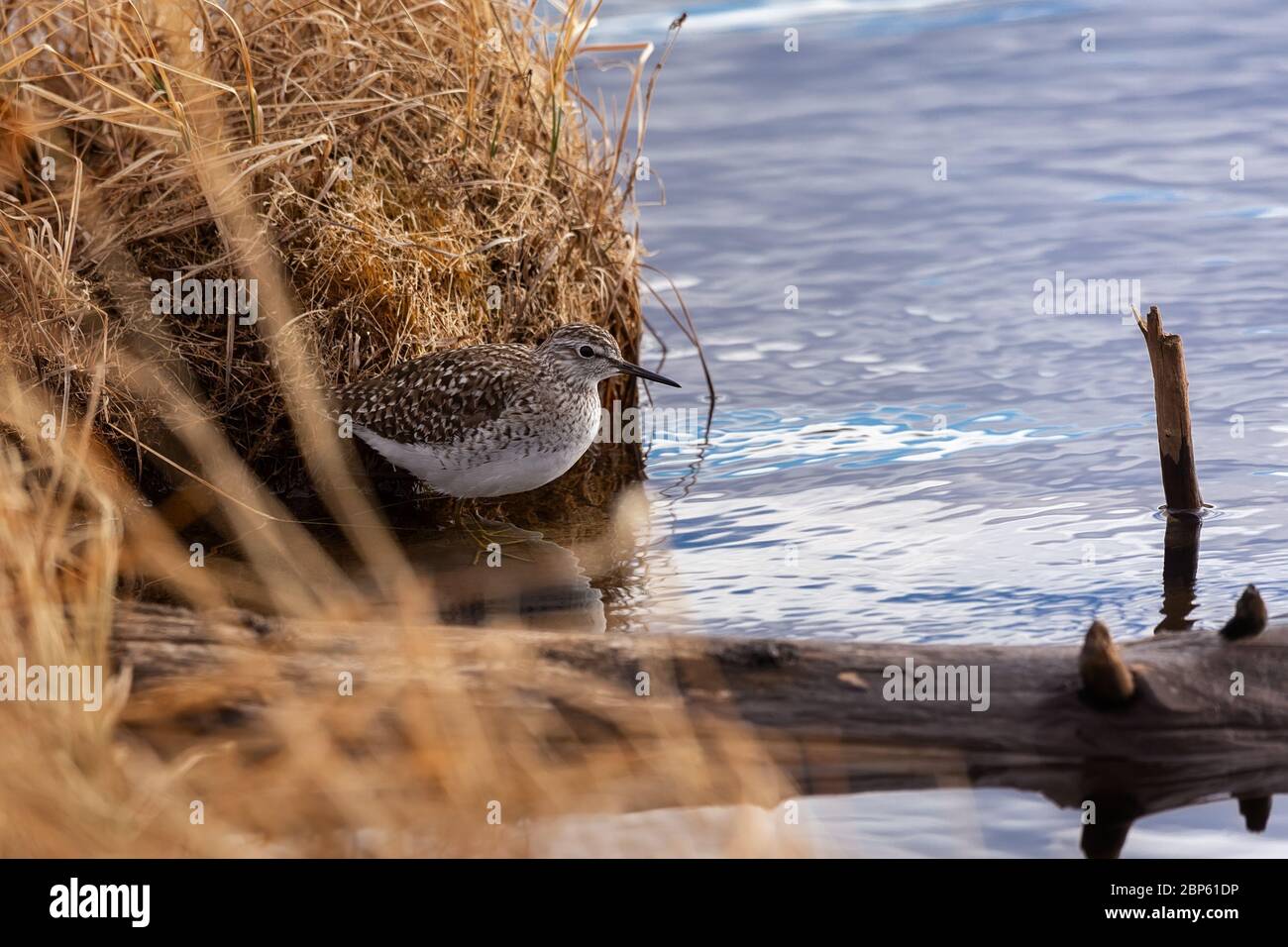 Sandpiper versteckt sich in der Nähe einer Beule in einem Sumpf Stockfoto
