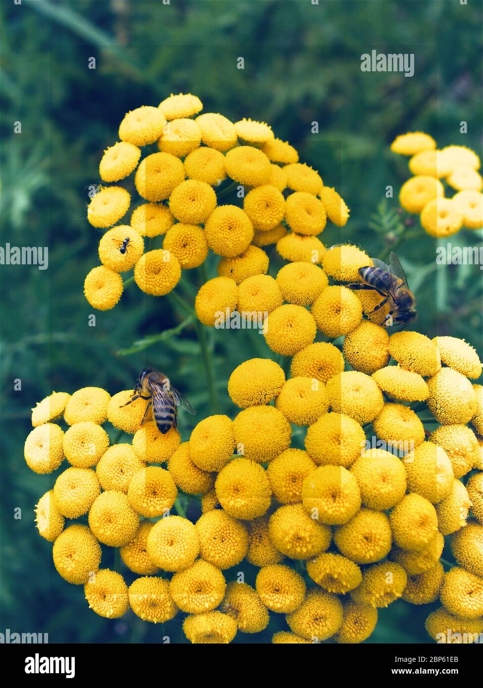 Kleine Bienen auf schönen gelben Blume Stockfoto