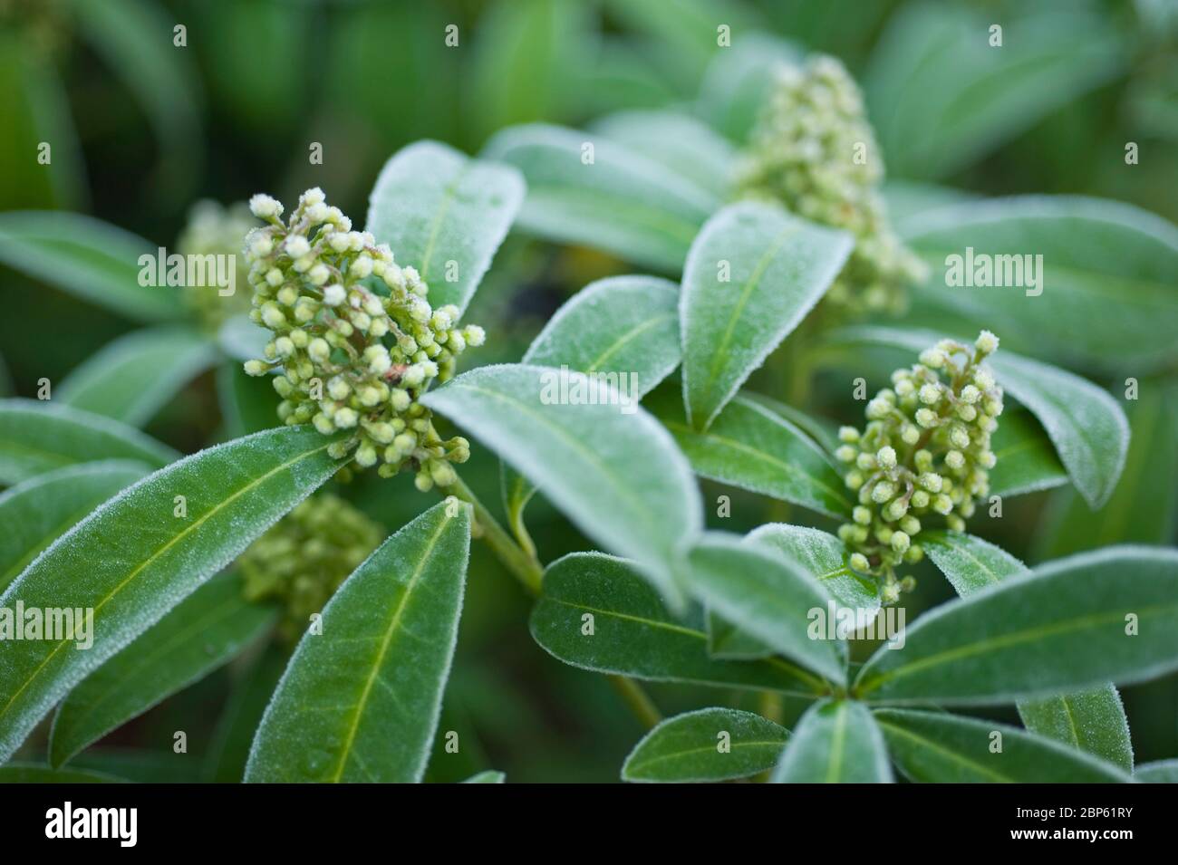 Frostbedeckter Himmel (Skimmia x Confusa) Kew Green Stockfoto