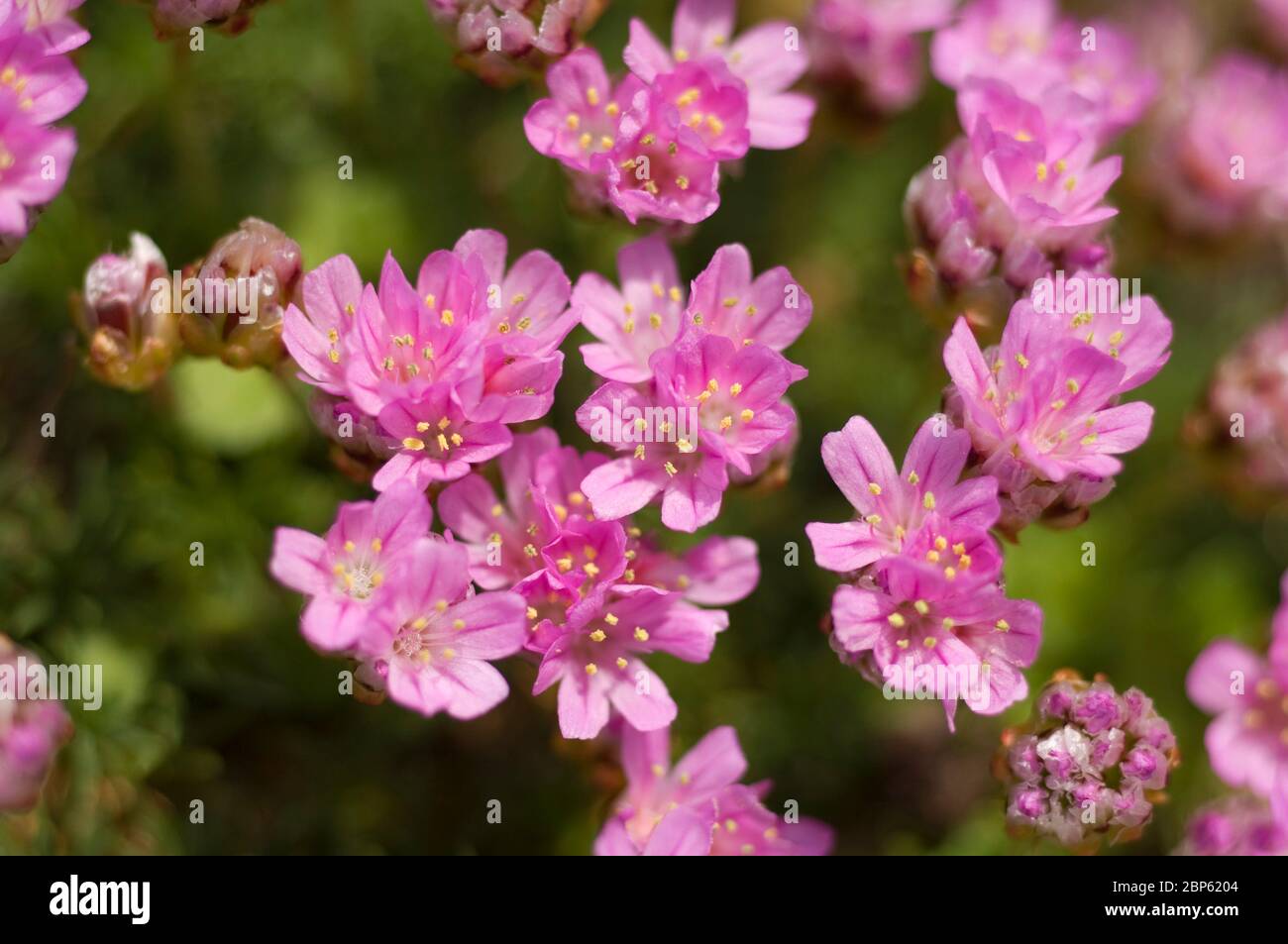 Phlox douglasii, Rosenkissen Stockfoto