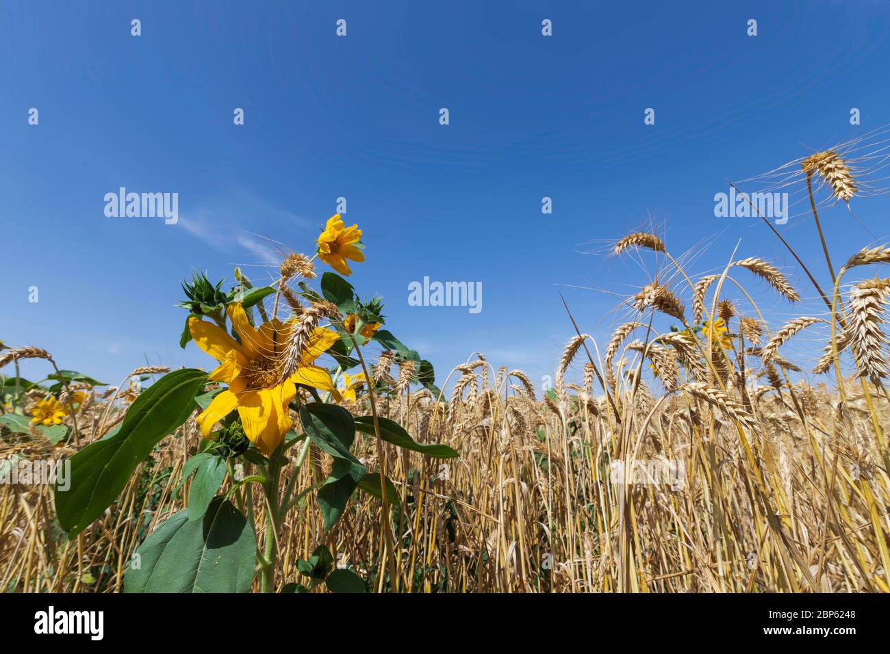 Kopf einer blühenden Sonnenblumenblume Nahaufnahme auf einem Hintergrund von blauem Himmel und einem Feld von reifem Weizen Stockfoto