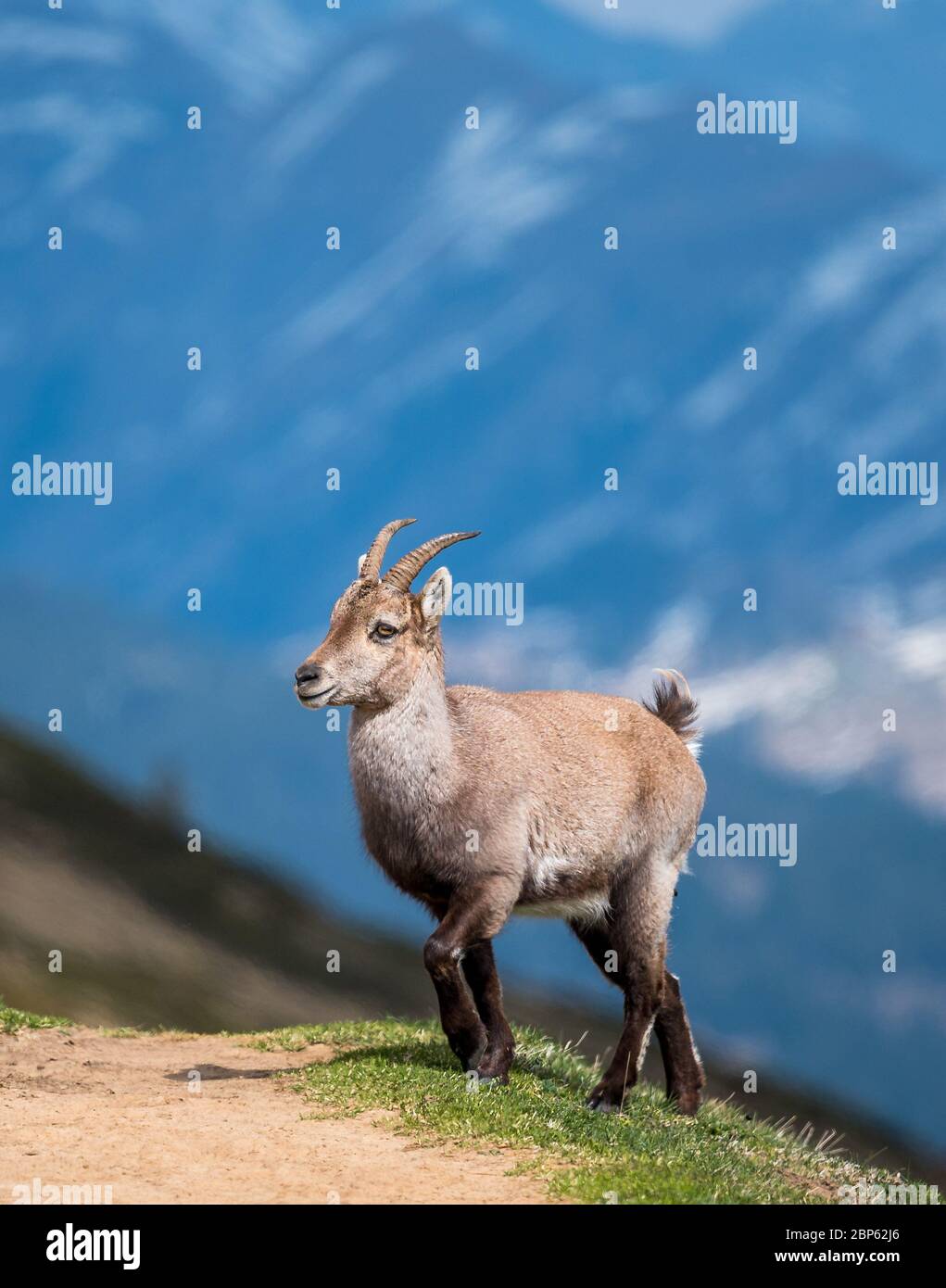 Schöner junger Steinbock vor einem Bergrücken in den Berner Alpen Stockfoto