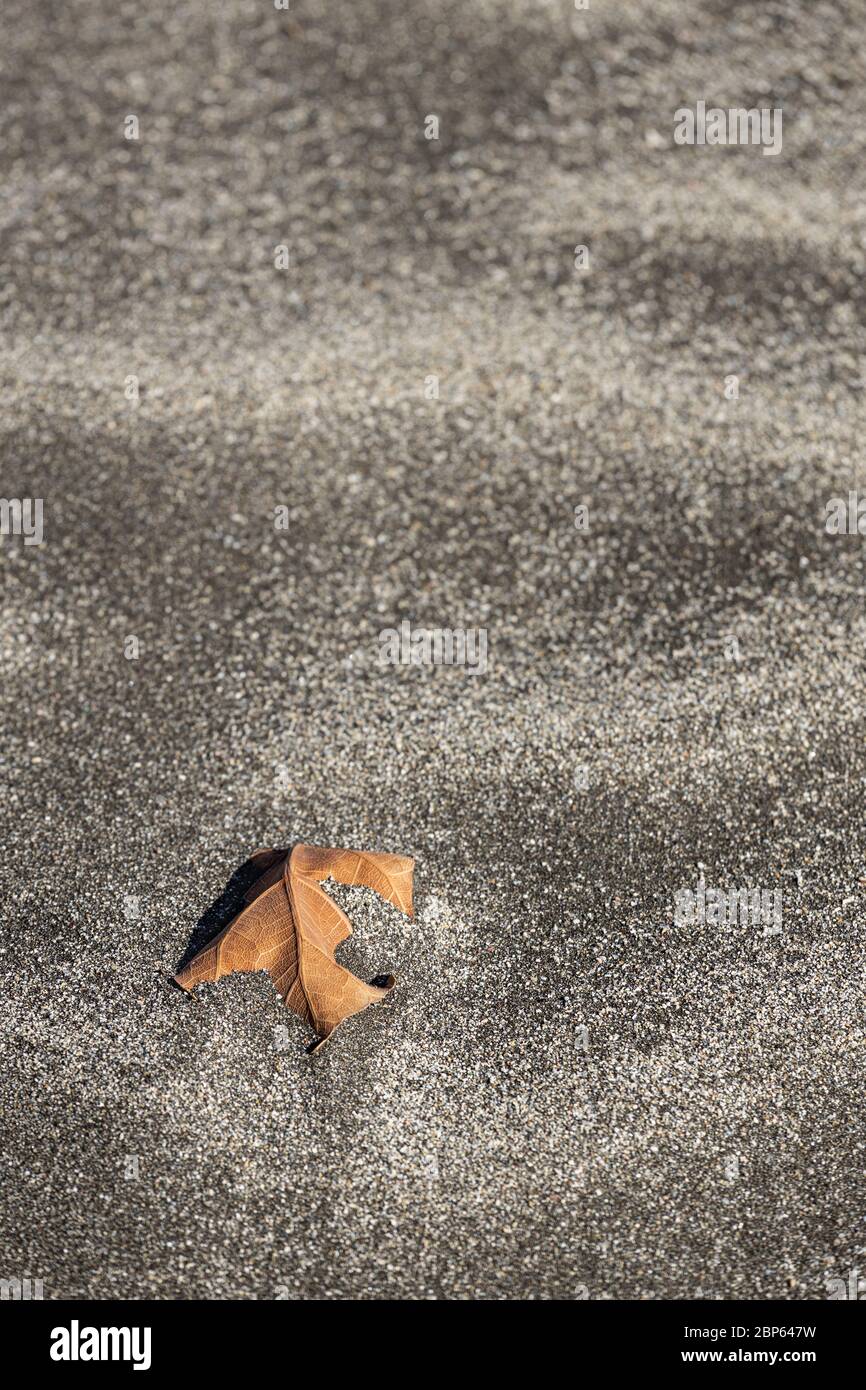 Blatt teilweise im Sand am Strand Playa Fanabe während Phase eins der Deeskalation des Covid 19, Coronavirus, State of Emergency, Fanabe, Co. Begraben Stockfoto