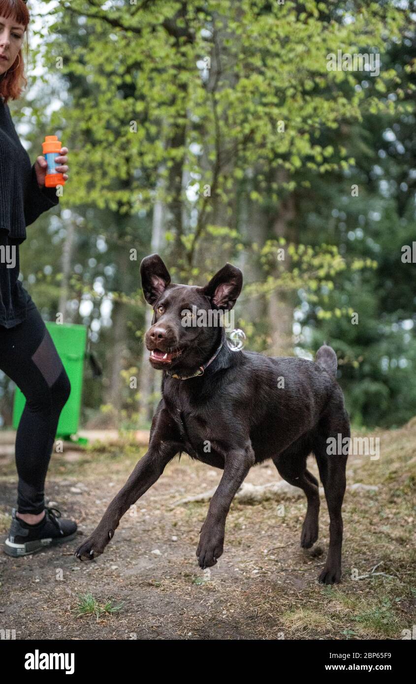 Brown labrador Retriever mit Seifenblasen spielen Stockfoto