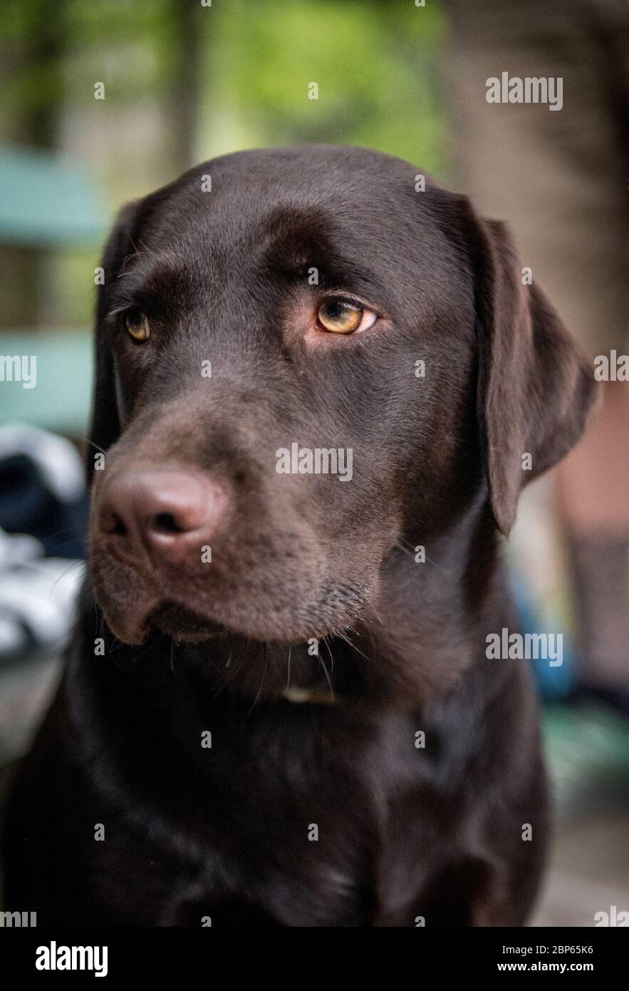 Porträt eines jungen braunen labrador Retriever Stockfoto