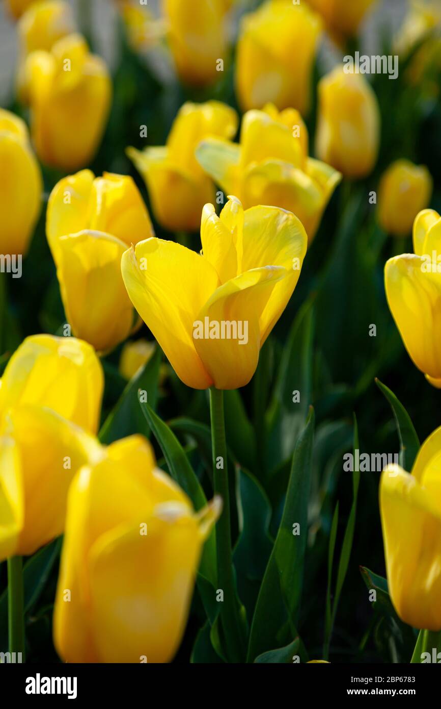 Gelbe Tulpe im Feld. Eine große Knospe einer gelben Blume. Hintergrund Frühling. Tulpen im Garten. Saisonale Blüte der Frühlingsblumen. Nahaufnahme. Stockfoto