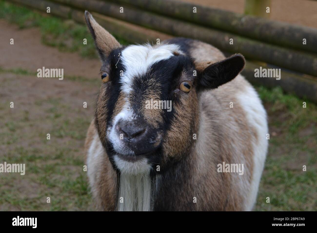 Eine eifrige Ziege, die die Kamera anschaut - kecke Ohren, weißer Bart und schwarze, weiße und braune Gesichtszüge. Stockfoto