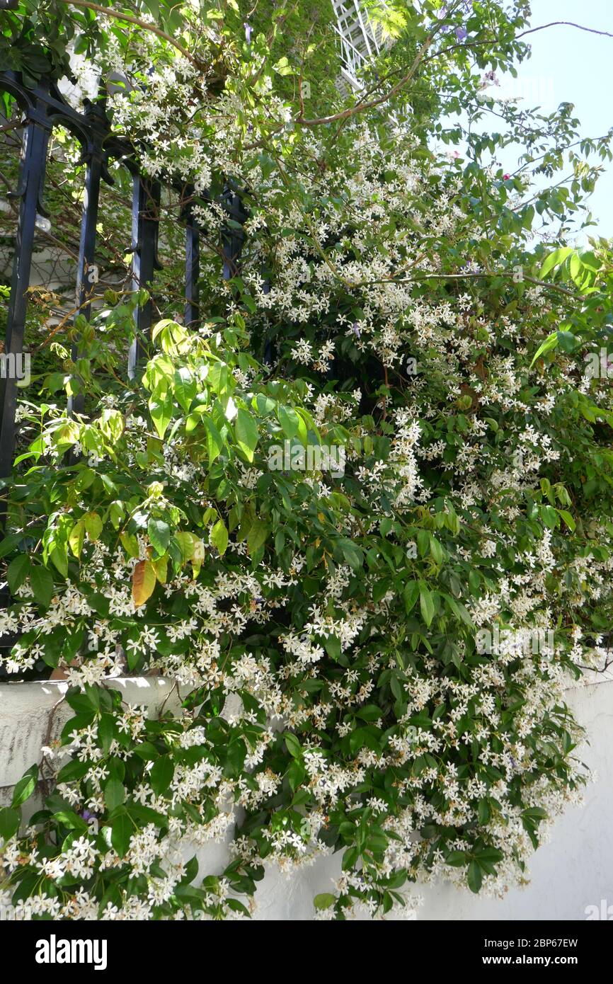 Los Angeles, Kalifornien, USA 17. Mai 2020 EIN allgemeiner Blick auf die Atmosphäre der Villa Bonita, die Cecil B. DeMille für Besetzung und Crew in seinen Filmen gebaut hat, und ehemalige Residenz von Errol Flynn und Francis Ford Copolla in der Hillcrest Road 1817 am 17. Mai 2020 in Los Angeles, Kalifornien, USA. Foto von Barry King/Alamy Stock Photo Stockfoto