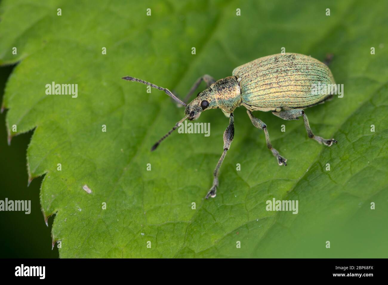 Brennnesselblatträssler, Brennesselblatträssler, Brennnesselblatt-Rüssler, Grünrüssler, Nessel-Blatträssler, Glanzrüssler, Brennnessel-Grünrüssler, Br Stockfoto