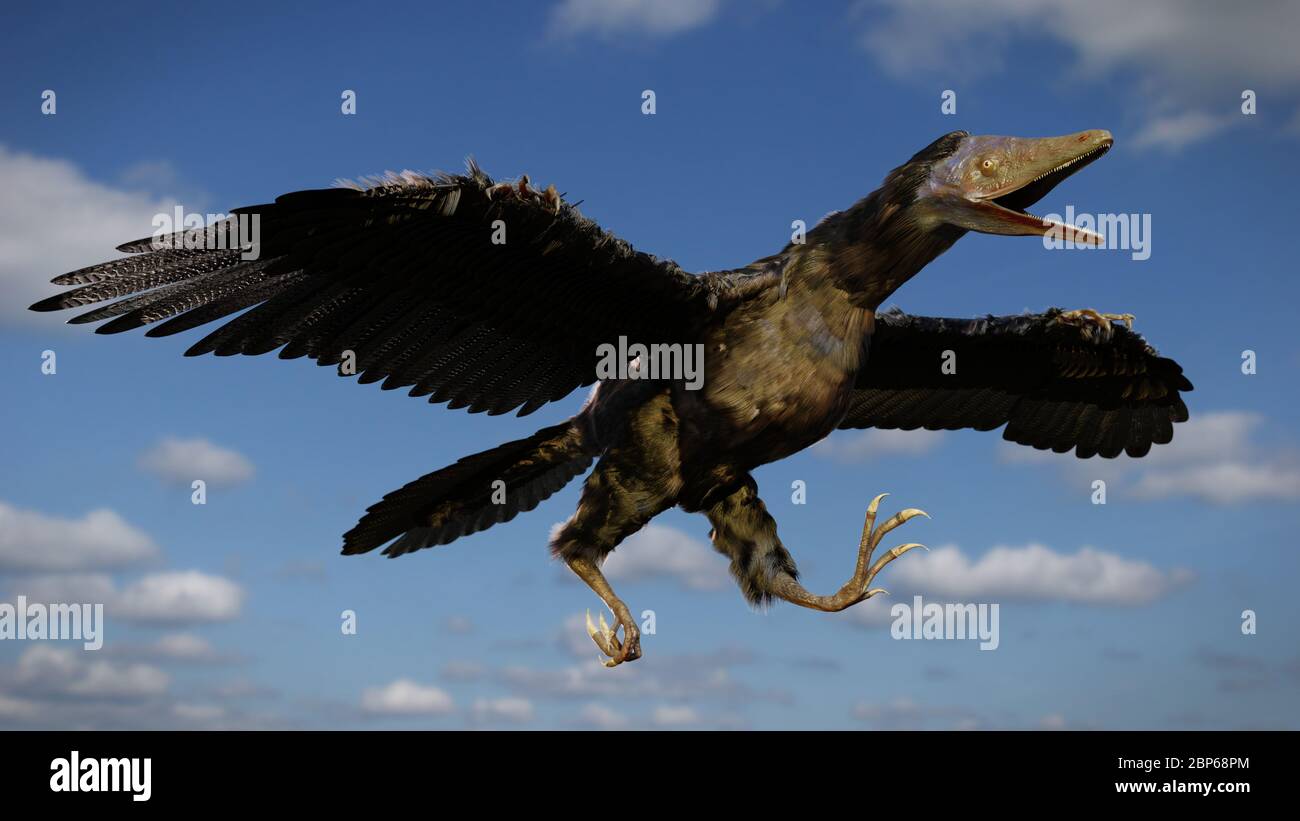 Archaeopteryx, ein vogelähnlicher Dinosaurier, der durch den Himmel fliegt Stockfoto