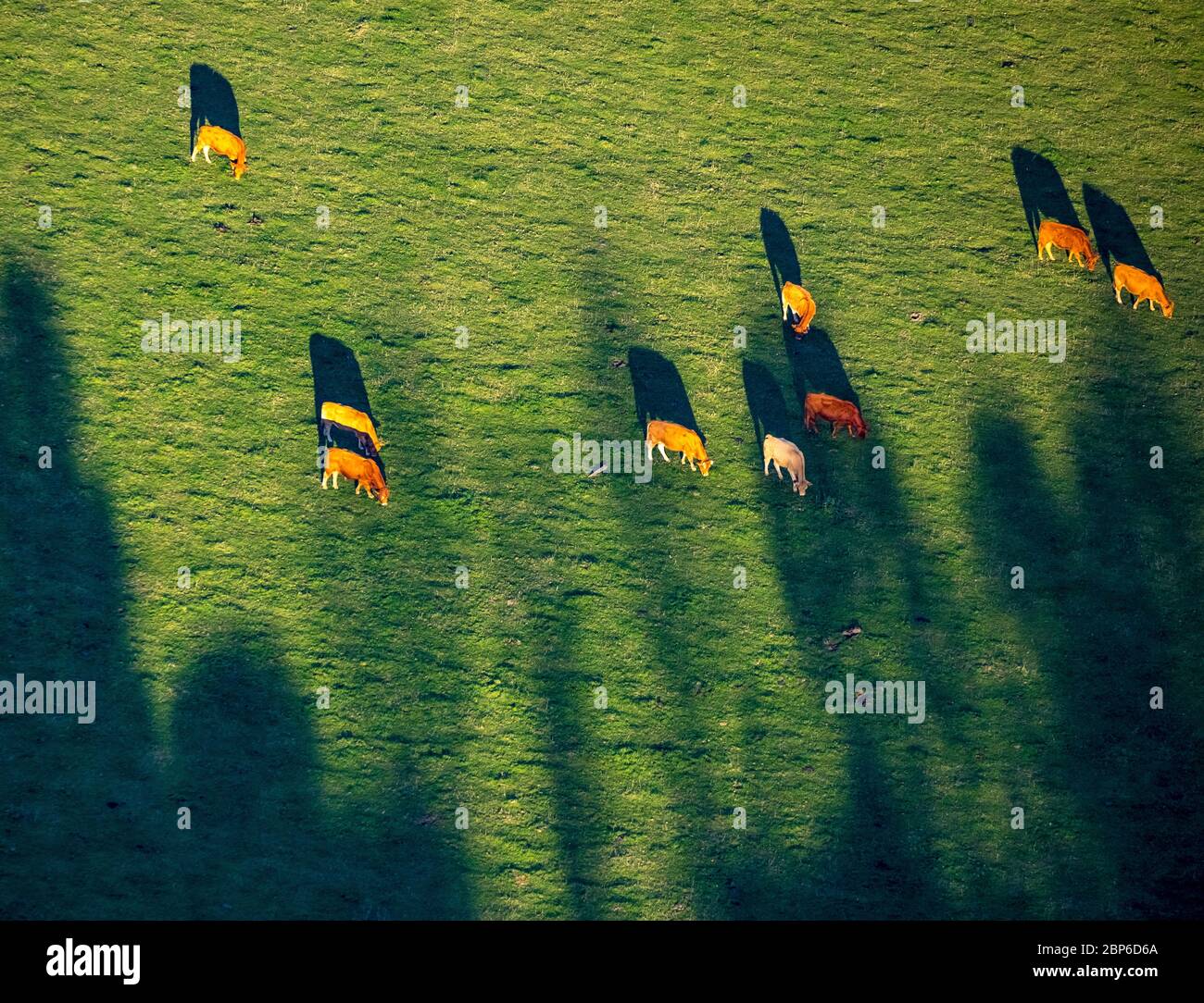 Luftbild, braune und weiße Kühe auf der Weide in der Oelinghauserheide, Arnsberg, Sauerland, Nordrhein-Westfalen, Deutschland Stockfoto