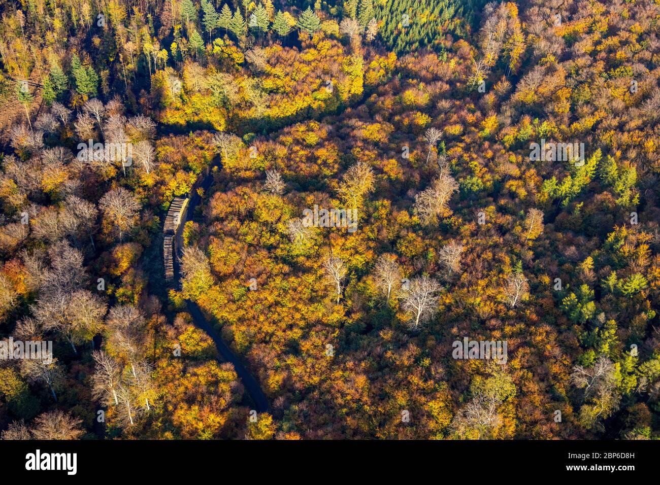 Luftaufnahme, herbstlicher Nadelwald und Laubbäume im Herbst, Wald, buntes Mischwald am Ackermanns Weg, Arnsberg, Sauerland, Nordrhein-Westfalen, Deutschland Stockfoto