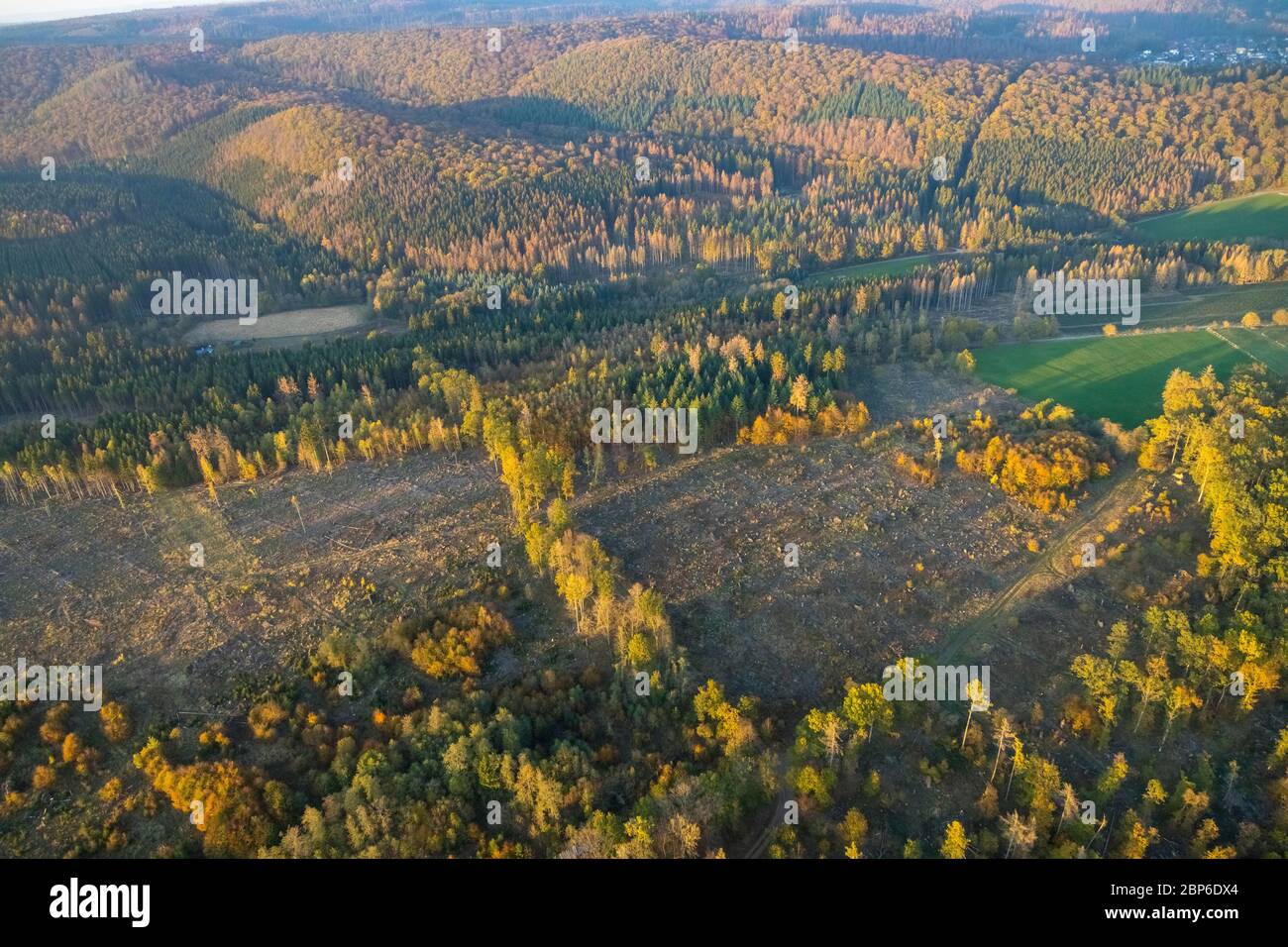 Luftaufnahme, Entwaldung, gerodete Waldfläche, Baumschäden, Marsberg, Sauerland, Nordrhein-Westfalen, Deutschland Stockfoto