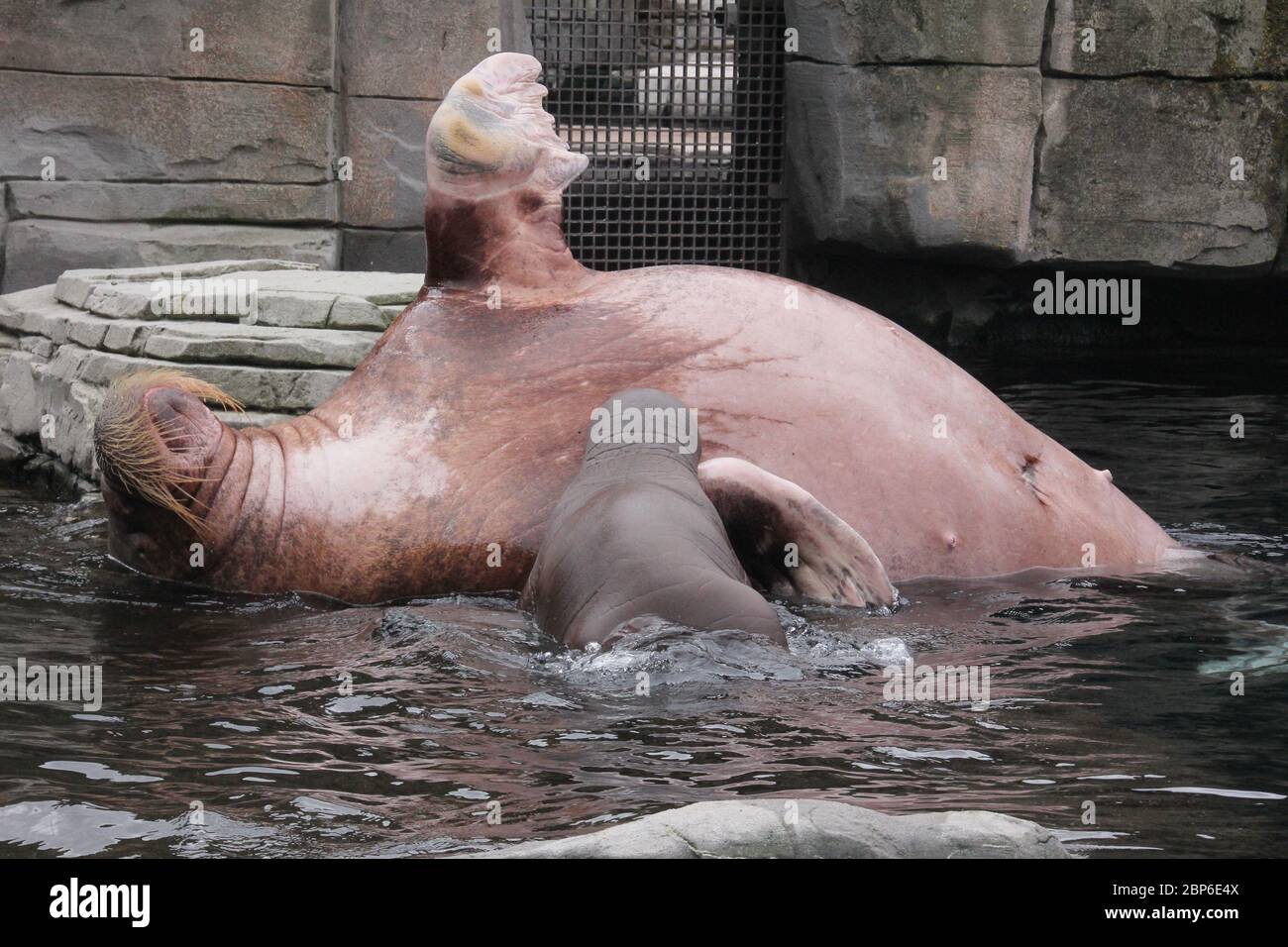WalrosskKuh Polosa mit dem unbenannten Jugen,Hagenbeck Zoo,Mai 2019 Stockfoto