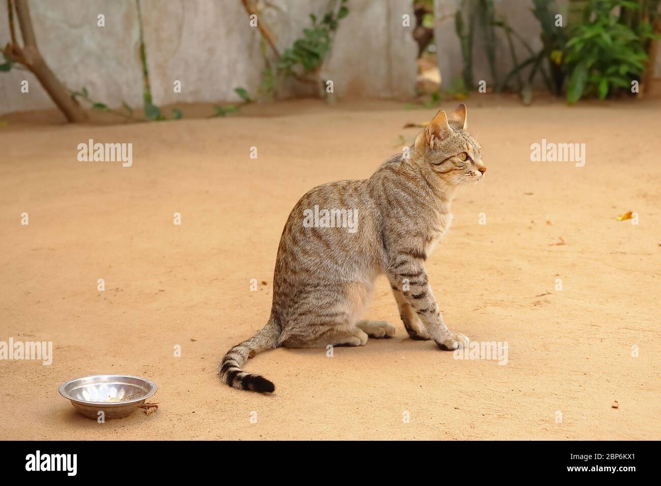Bild einer schönen langen kleinen Haarkatze, die auf dem Land sitzt Stockfoto