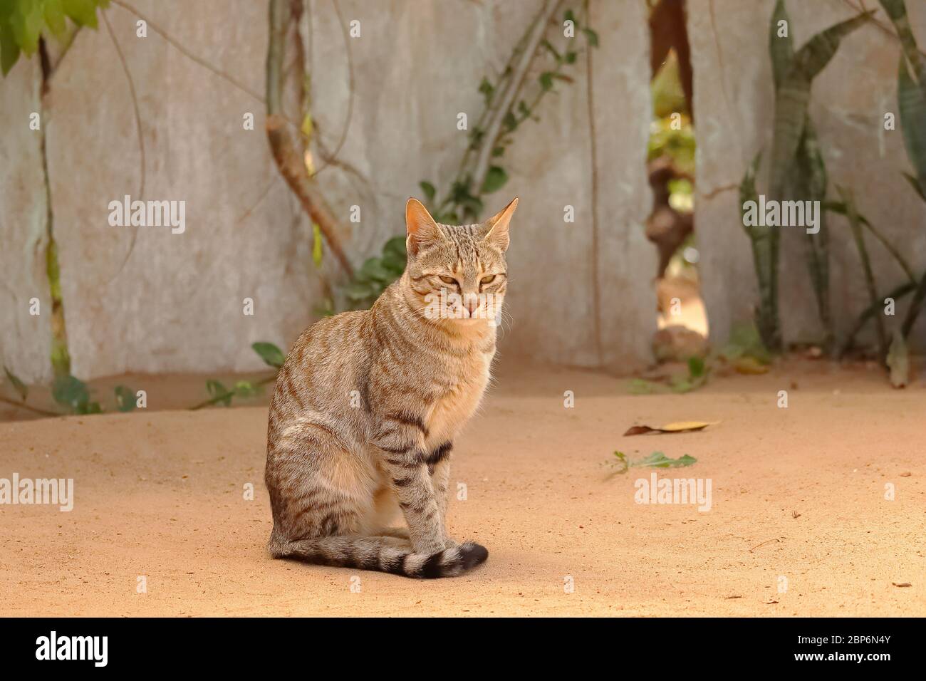 Eine tolle Katze, die auf dem Land sitzt und die Kamera anschaut Stockfoto