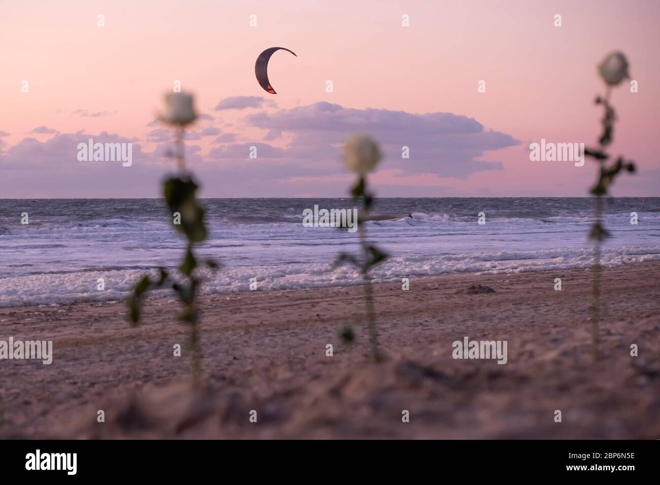 Beerdigungsblume, einsame rote Rosenblume am Strand, Wasserhintergrund mit Kopierplatz, Begräbnis auf See. Schwerpunkt auf Tubekit. Begräbnis Symbol und Beileid Stockfoto