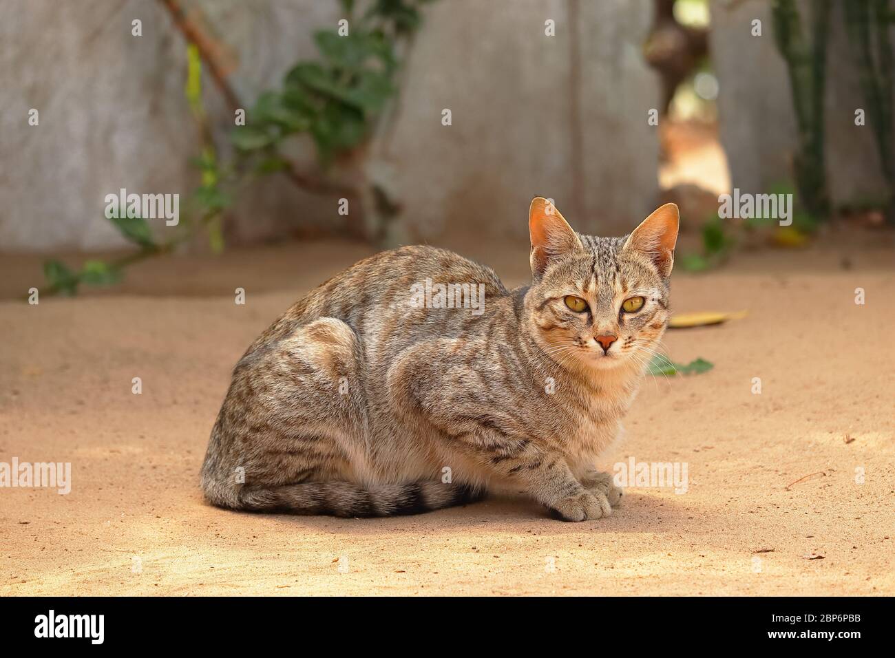 Eine große Haustiere Katze sitzt auf dem Land und Blick auf Kamera , Ganzkörper Tiere Hintergründe Stockfoto