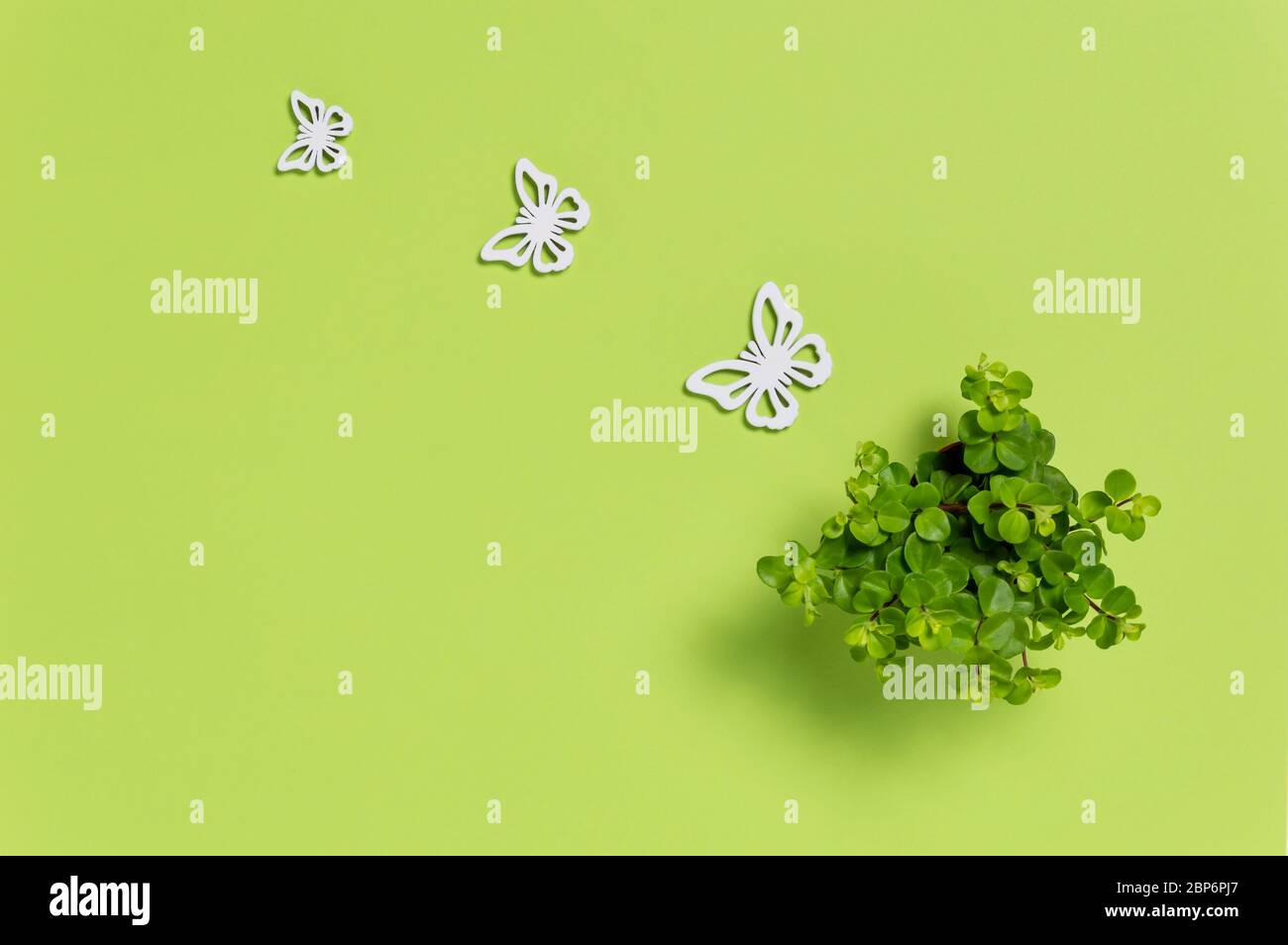 Kleine grüne Hauspflanze und drei weiße Holzschmetterlinge auf grünem Hintergrund. Niedliche Dekoration. Ökologie Konzept mit Kopierraum für Text. Flach l Stockfoto