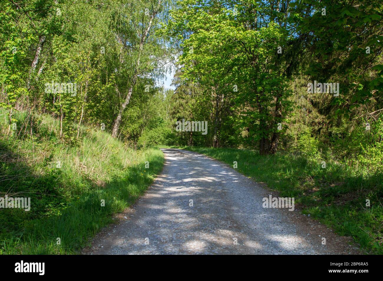 Waldstrasse In Der Nahe Des Militartrainingsgebietes Allentsteig Dollersheim Waldviertel Osterreich Stockfotografie Alamy