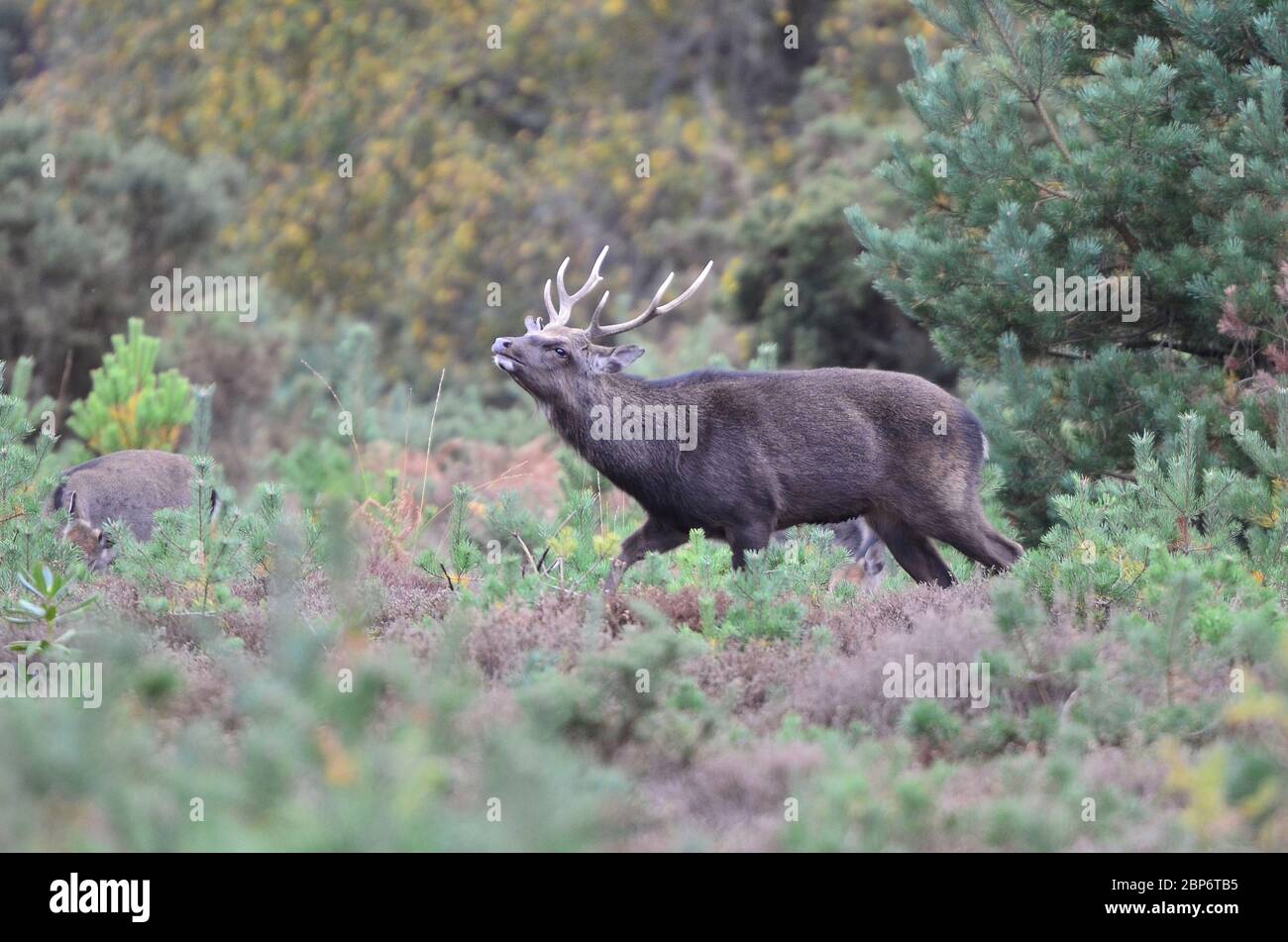 sika Hirsch stolzieren. Dorset, Großbritannien Stockfoto