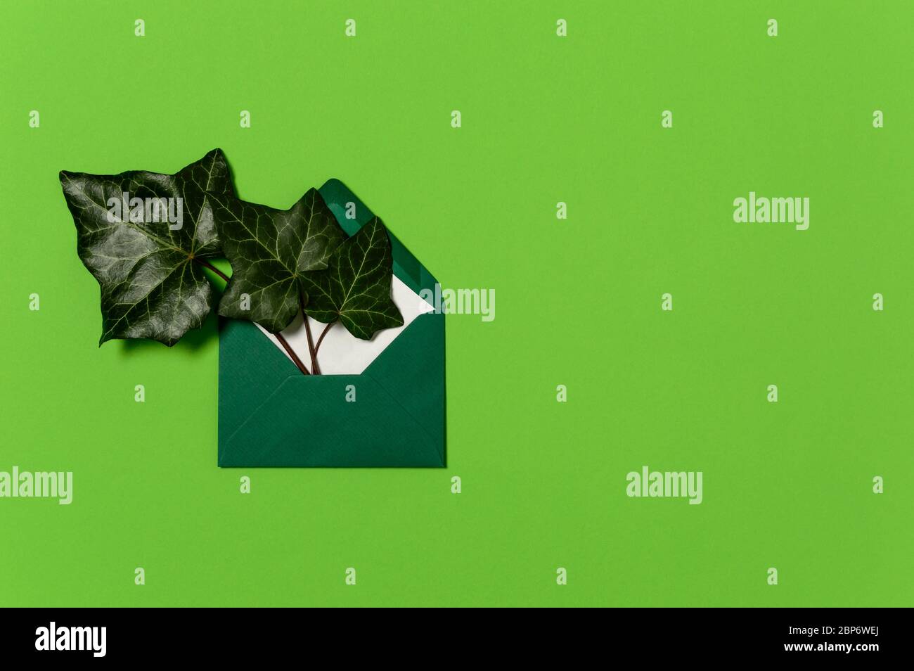 Immergrüne Efeu- oder hedera-Blätter in Umschlag auf lebhaftem grünen Hintergrund. Konzept der Ökologie, Natur- und Umweltschutz, Flat Lay mit Kopie Stockfoto