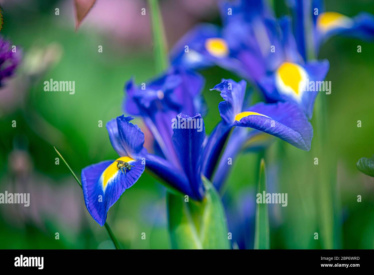 Nahaufnahme von blauen wilden Irises in voller Blüte Mai 2020 Stockfoto