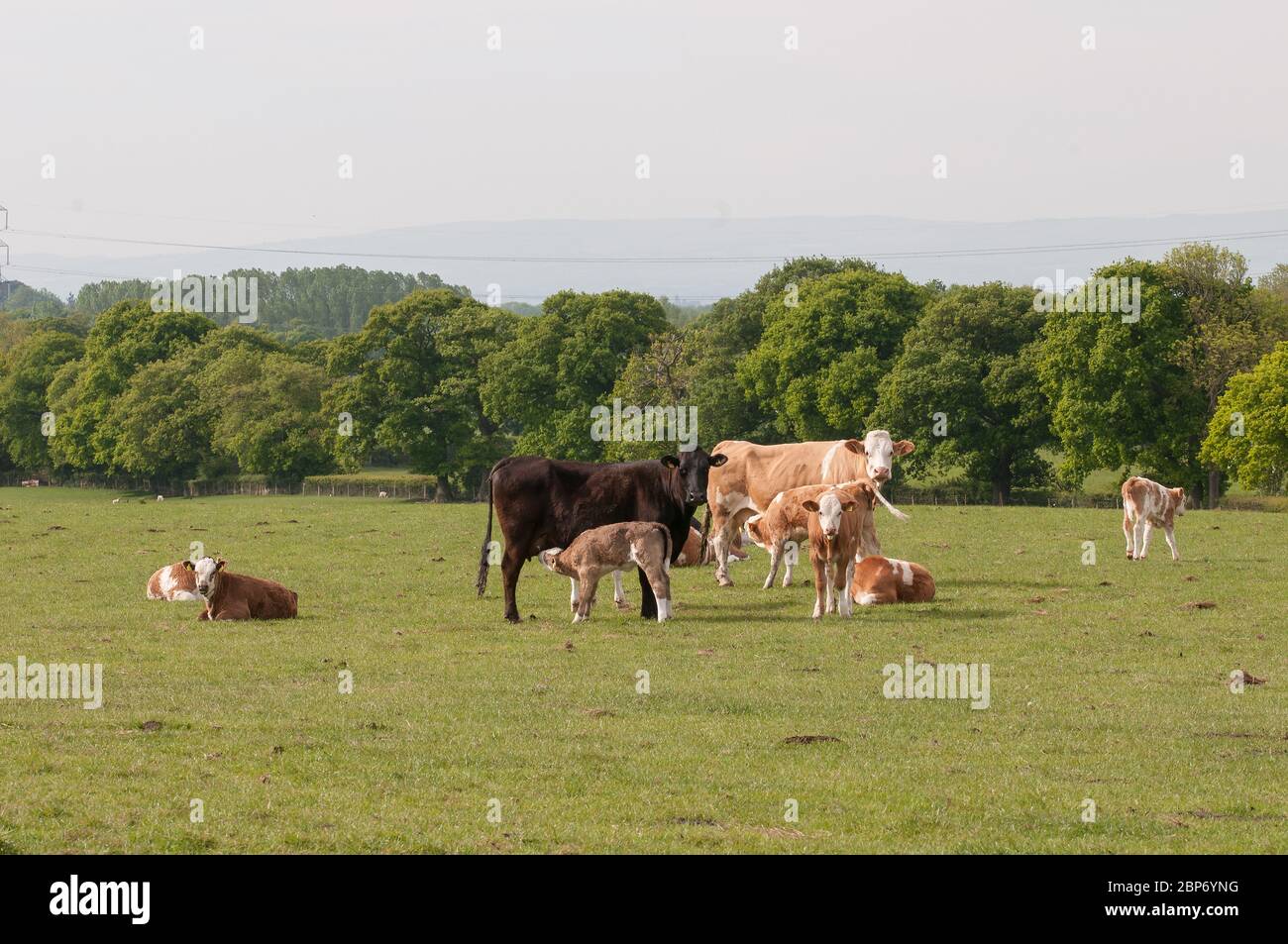Junge Kalb auf ihre Mutter UK saugen Stockfoto
