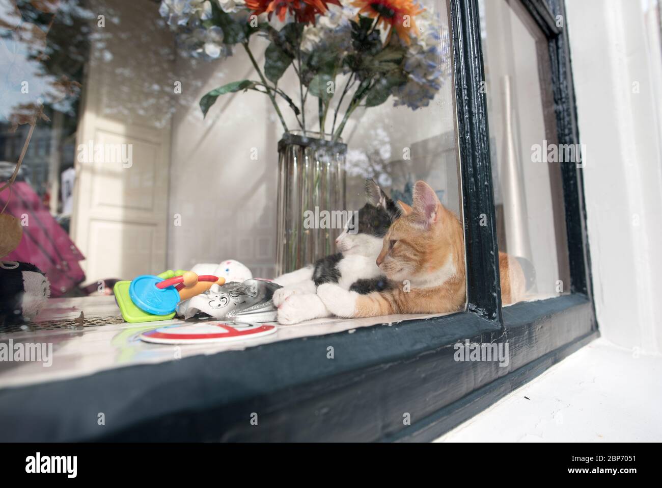 Konzept der Haustier Liebe. Zwei Katzen schlafen im Amsterdam Fenster Stockfoto