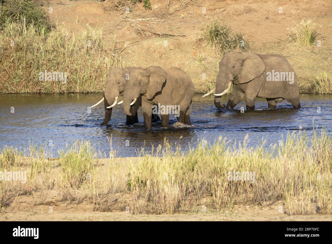 Drei Erwachsene männliche Afrikanische Elefanten wandern durch einen Fluss im südafrikanischen Kruger Park Stockfoto