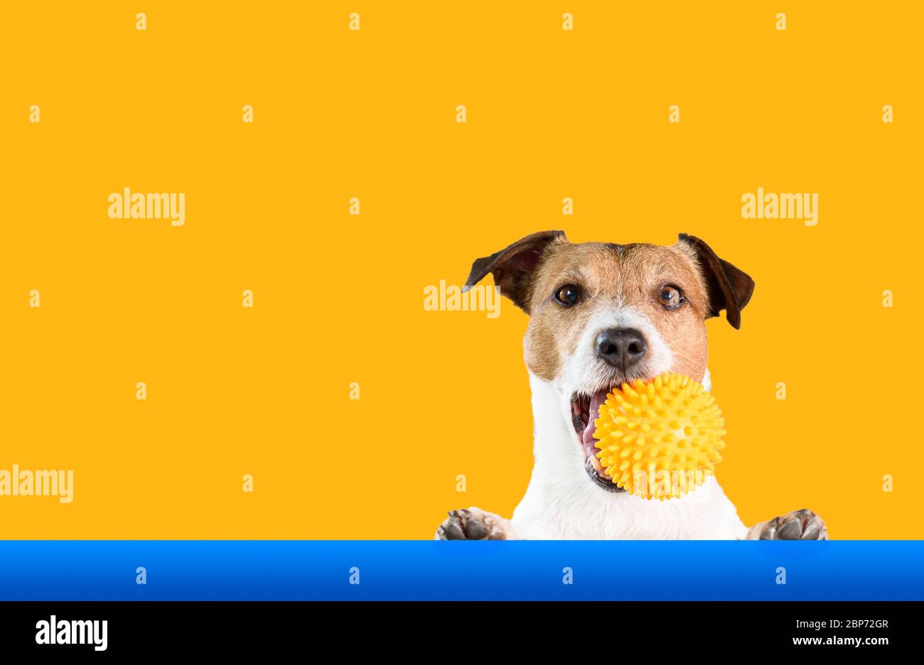 Hund hält doggy Spielzeugball im Mund mit hellen Hintergrund Stockfoto