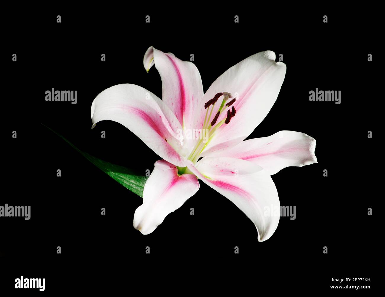 Studio-Nahaufnahme einer einzelnen weißen Lilienblume (lilium) mit rosa Streifen in der Mitte des Blattes und Pollen isoliert auf schwarz. Stockfoto