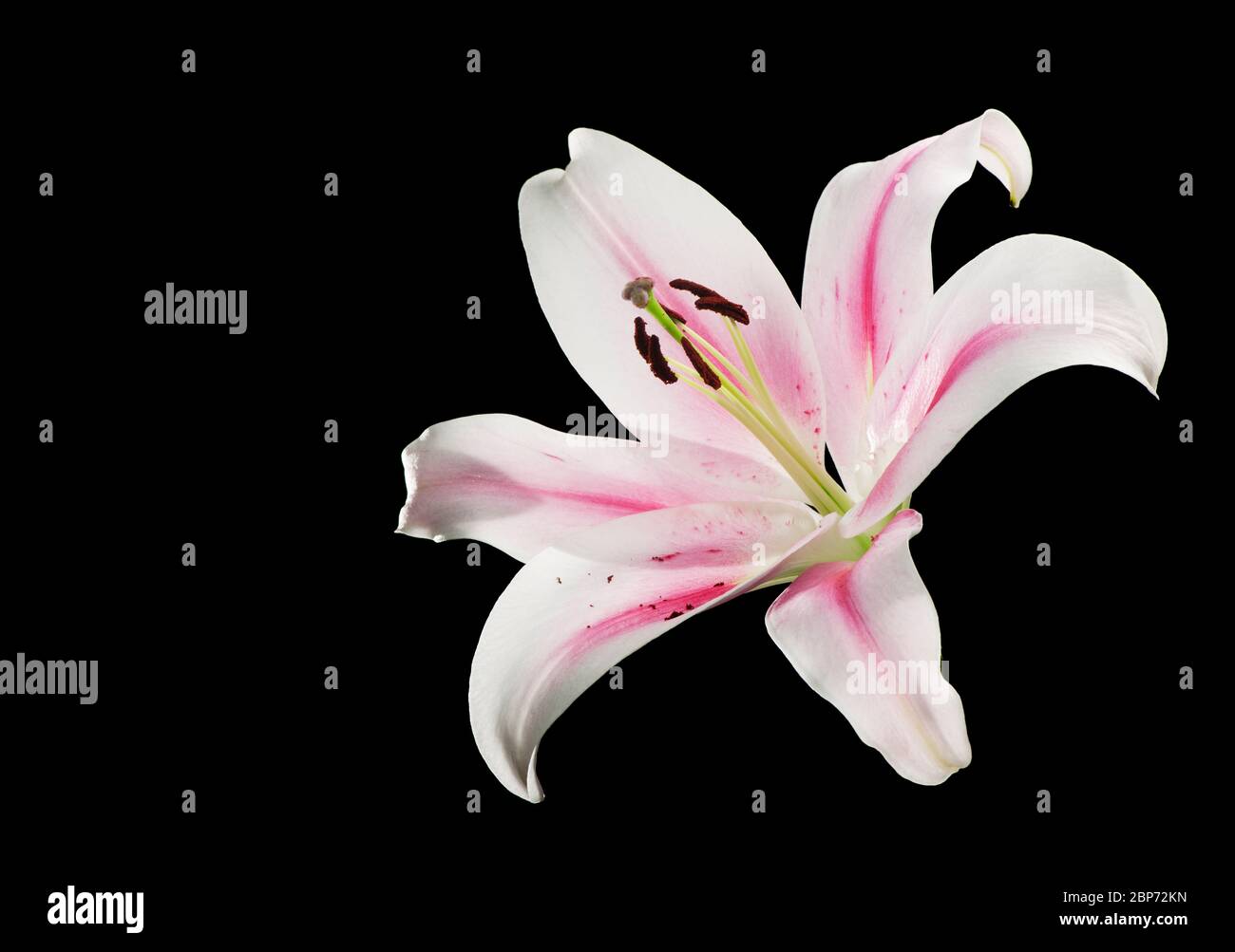Studio-Nahaufnahme einer einzelnen weißen Lilienblume (lilium) mit rosa Streifen in der Mitte des Blattes und Pollen isoliert auf schwarz. Stockfoto