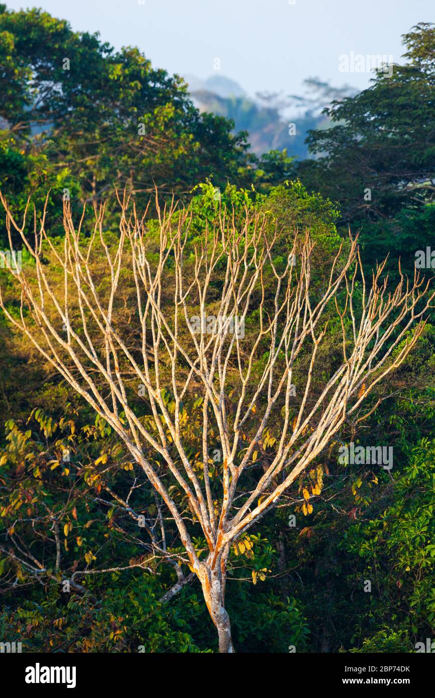 Frühmorgendliches Licht im Regenwald des Soberania Nationalparks, Republik Panama. Stockfoto