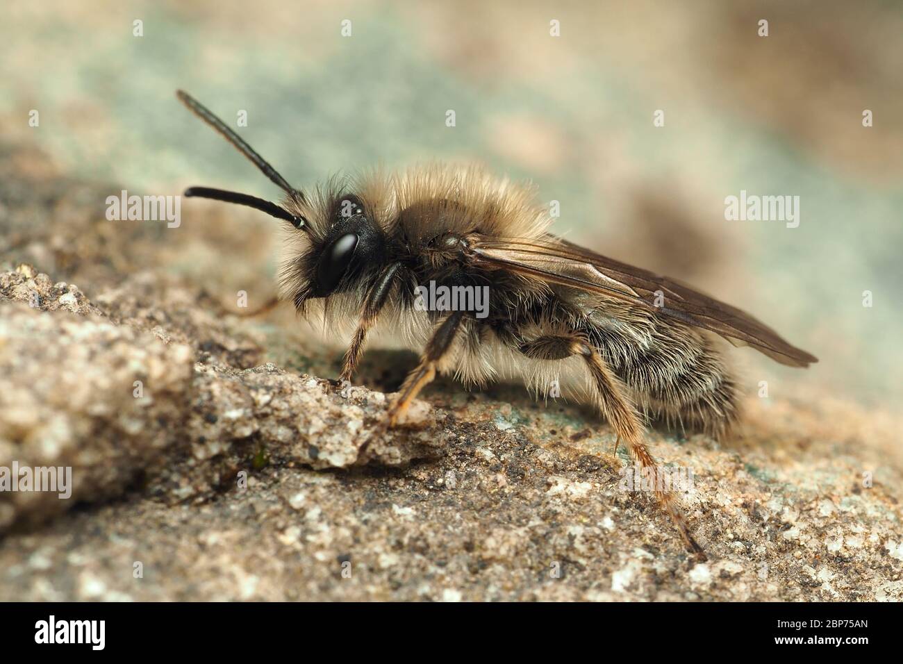 Männchen Andrena clerkella Bergbau Biene in Ruhe auf dem Boden. Tipperary, Irland Stockfoto