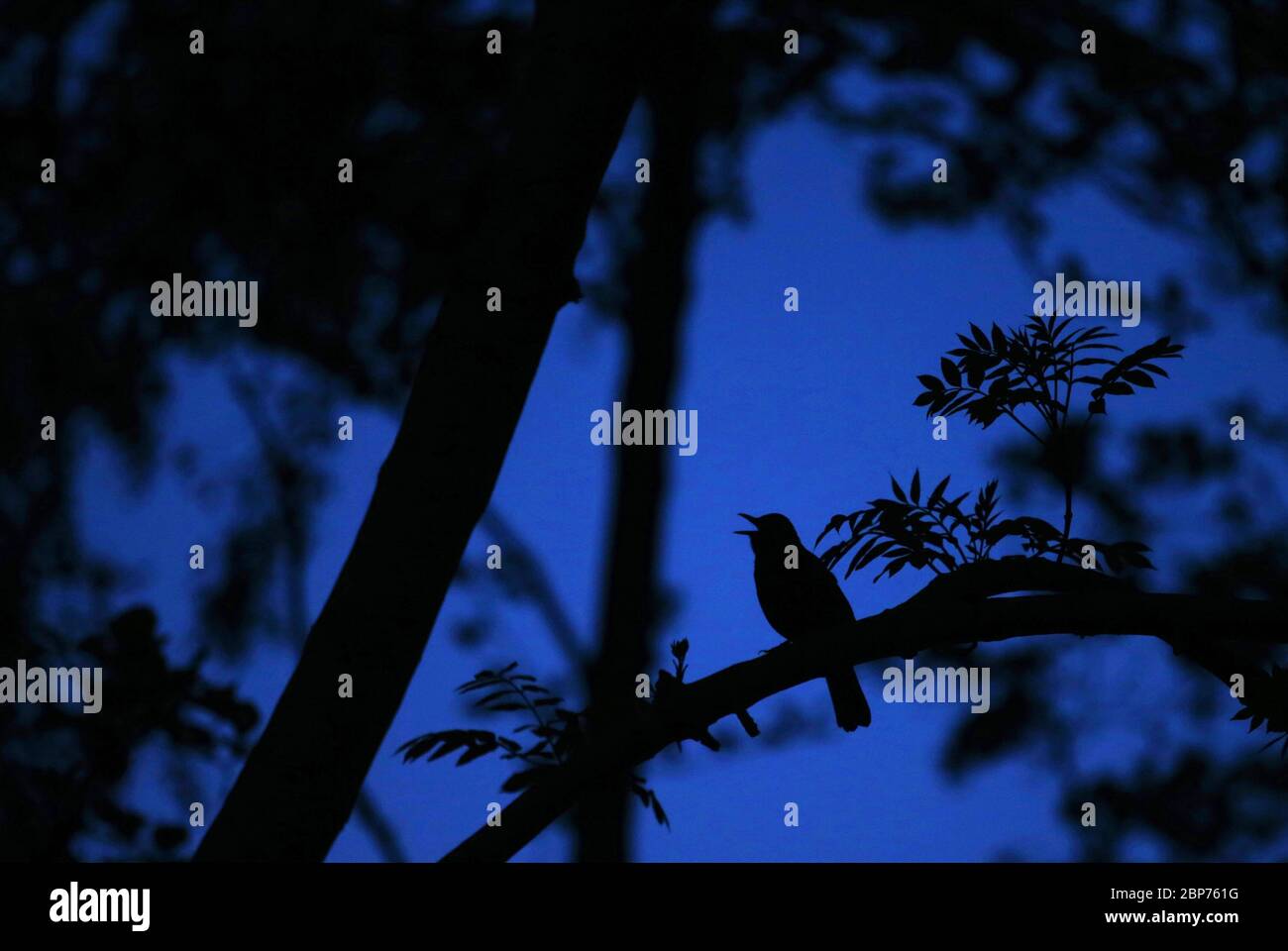 Ein Schwarzvogel singt sein Lied in der Dämmerung in einem öffentlichen Park in East Belfast, Nordirland. Stockfoto