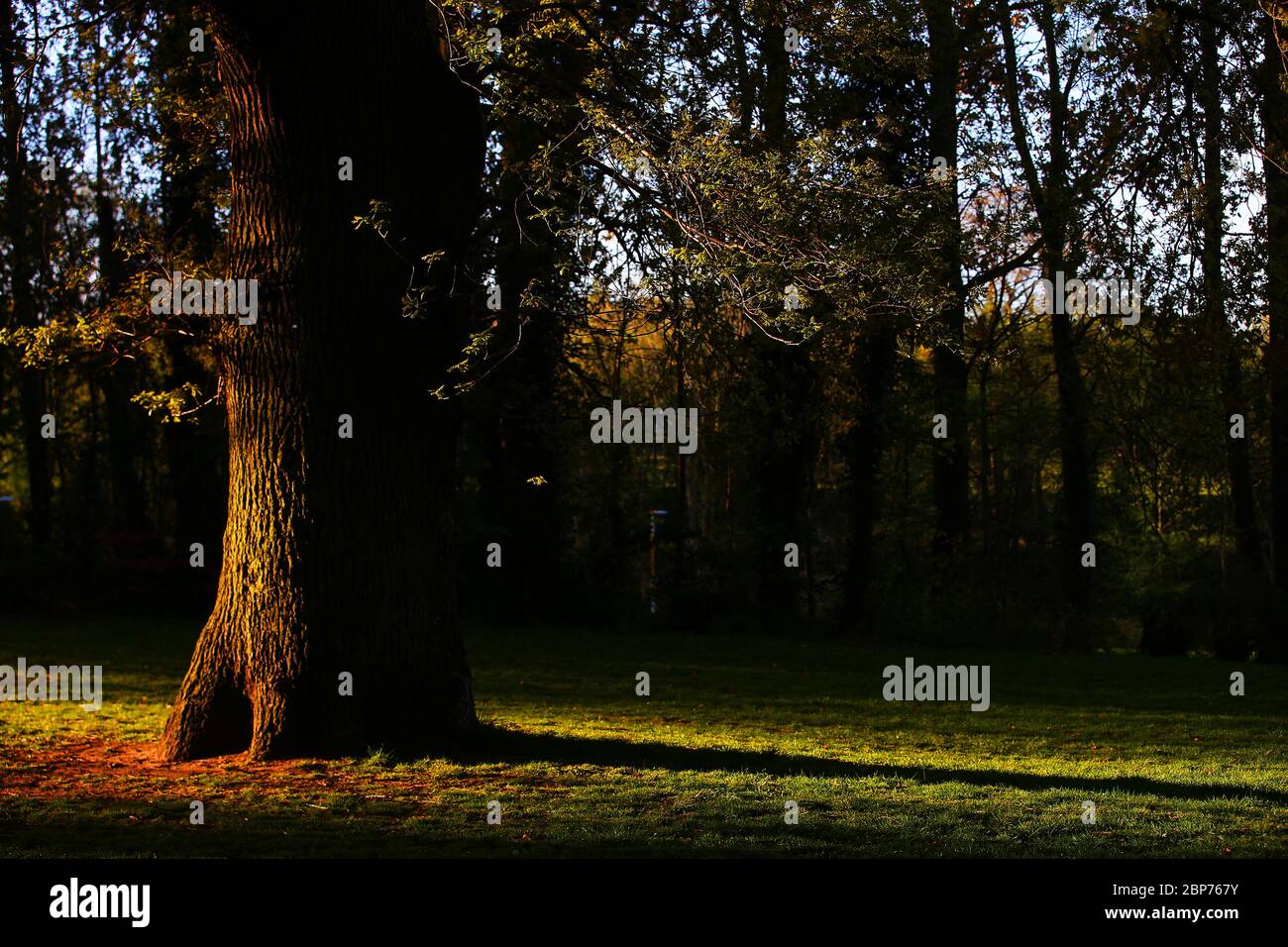 Ein reifer Baumstamm wirft einen Schatten in der Morgensonne in East Belfast, Nordirland Stockfoto