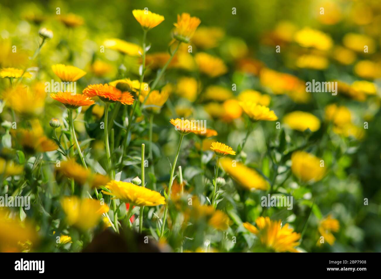 Cosmos sulfureus gilt als halbwinterhart jährlich, obwohl Pflanzen über die Selbstaussaat für mehrere Jahre wieder auftauchen können. Sein Laub ist gegenüber und Stift Stockfoto