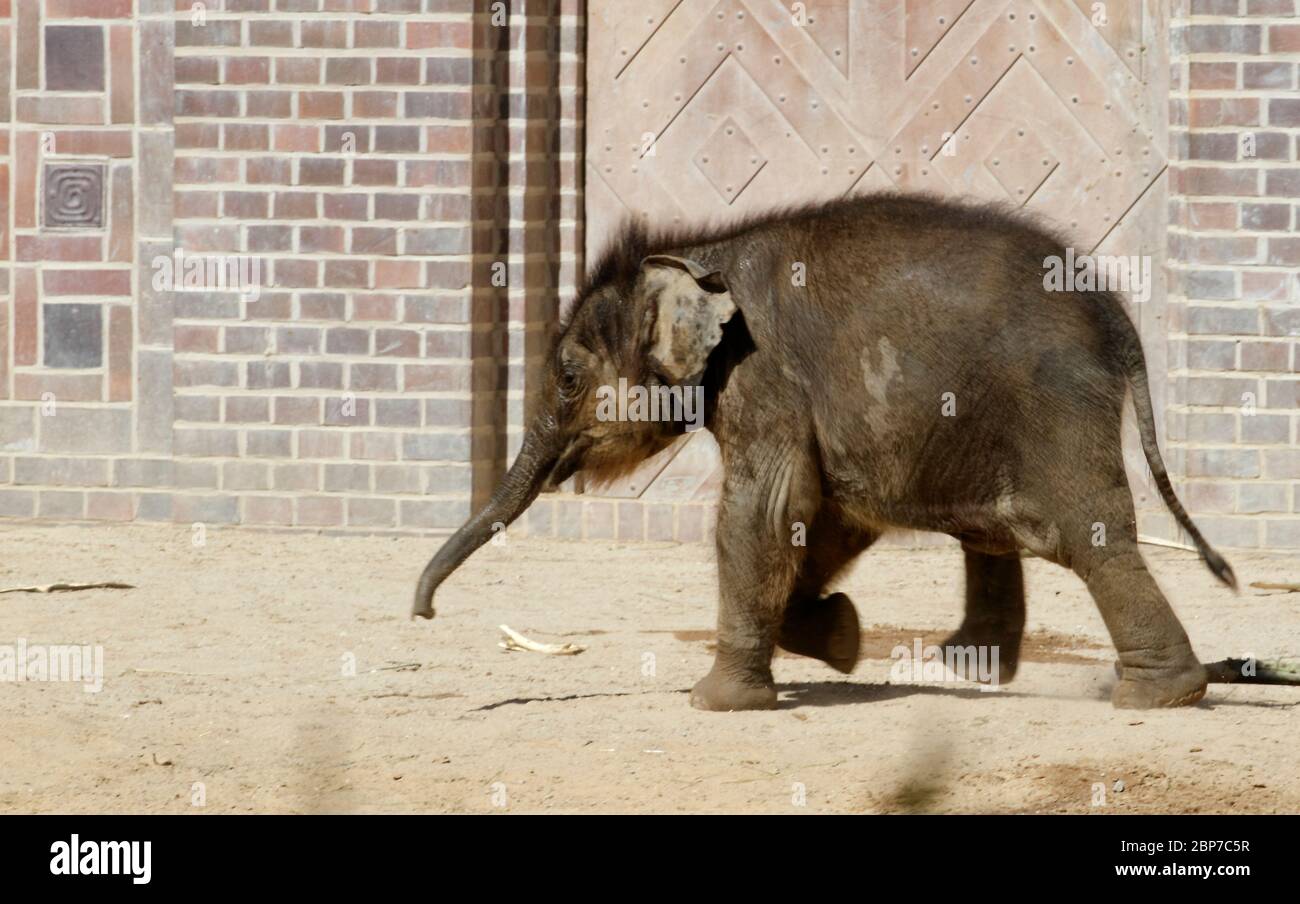 Zoo Leipzig - Elefantenkalb Bá»n LÃ²ng musste eingeschläft werden Stockfoto