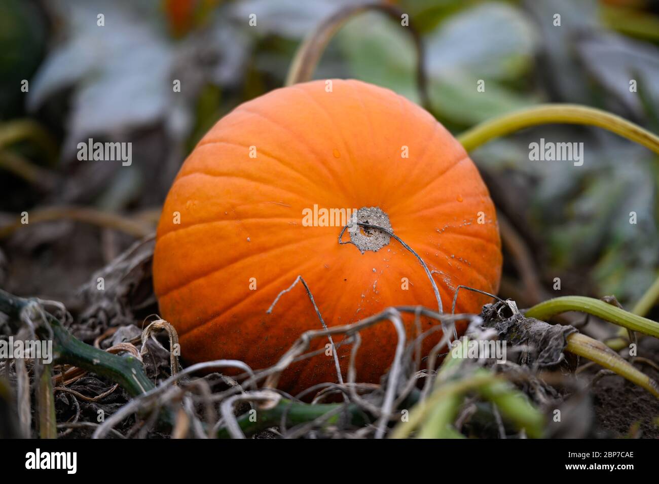 Symbolfoto Symbolbild KÃ¼rbisfeld in der Vorderpfalz bei Ludwigshafen Stockfoto