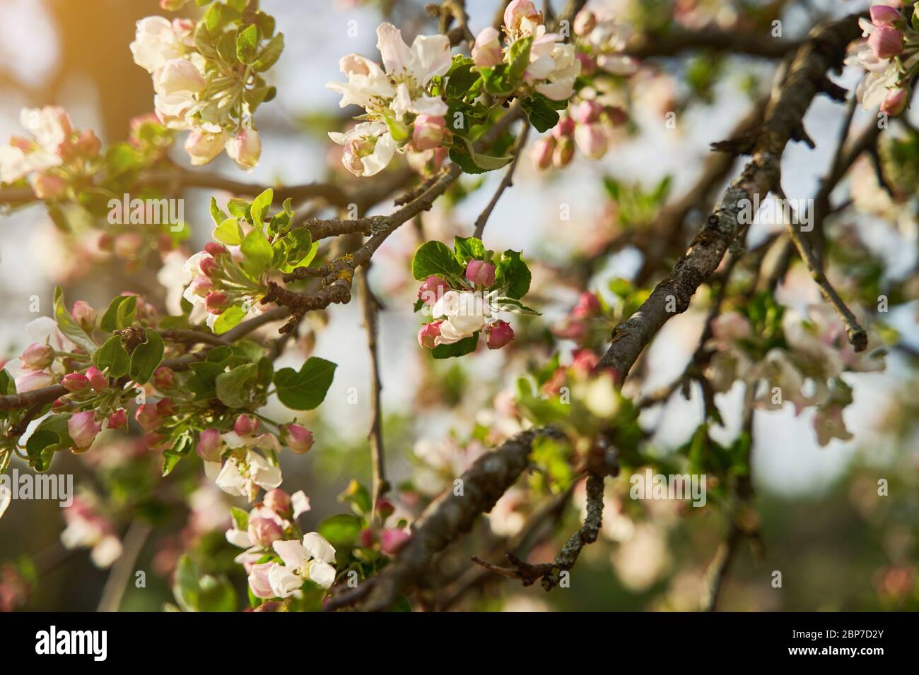 Blütenknospen von Apfelbaum Nahaufnahme. Apfelbaum blüht im Frühjahr Stockfoto
