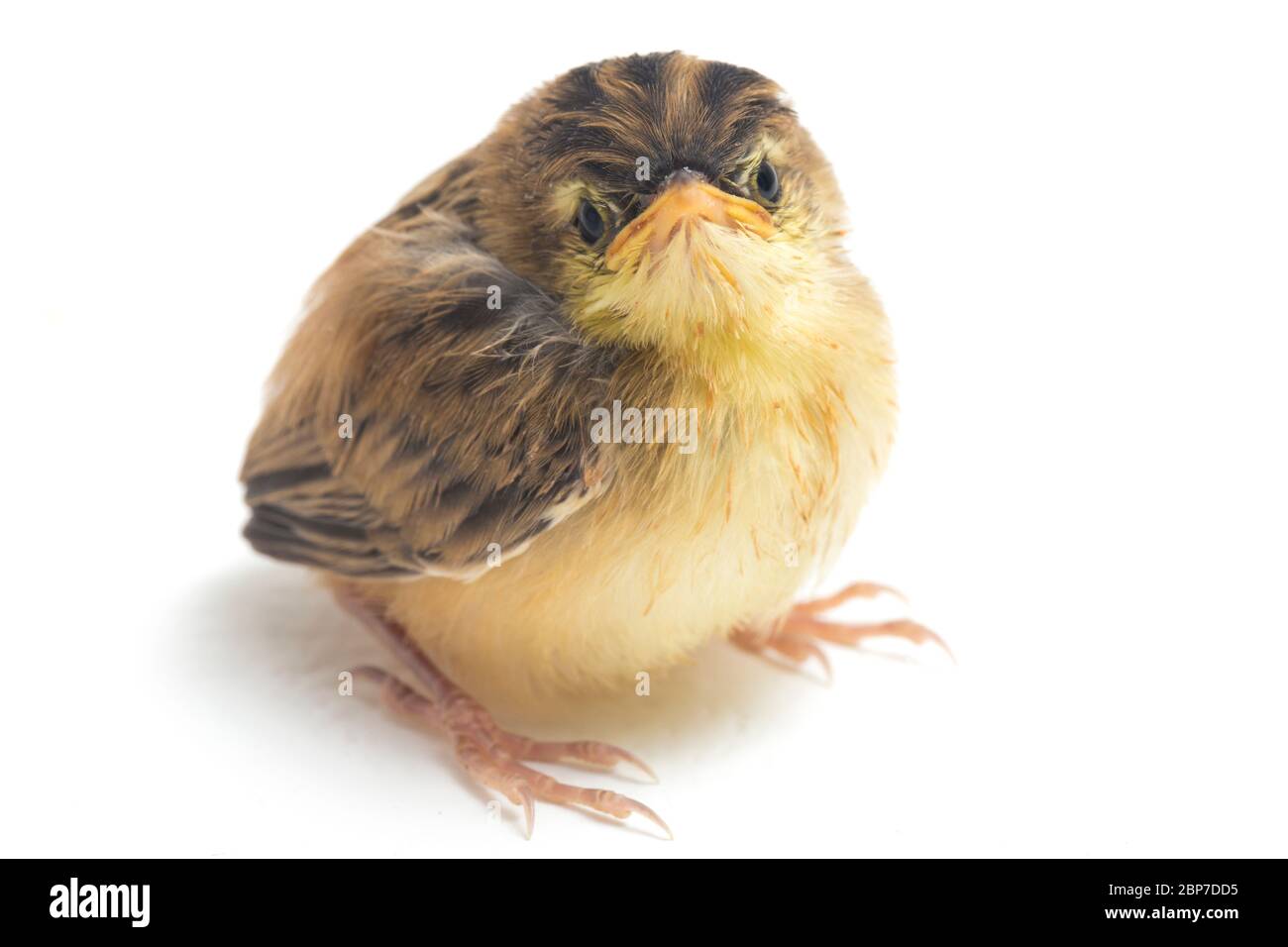 Junger Zitting Cisticola Vogel (Cisticola juncidis) isoliert auf weißem Hintergrund Stockfoto