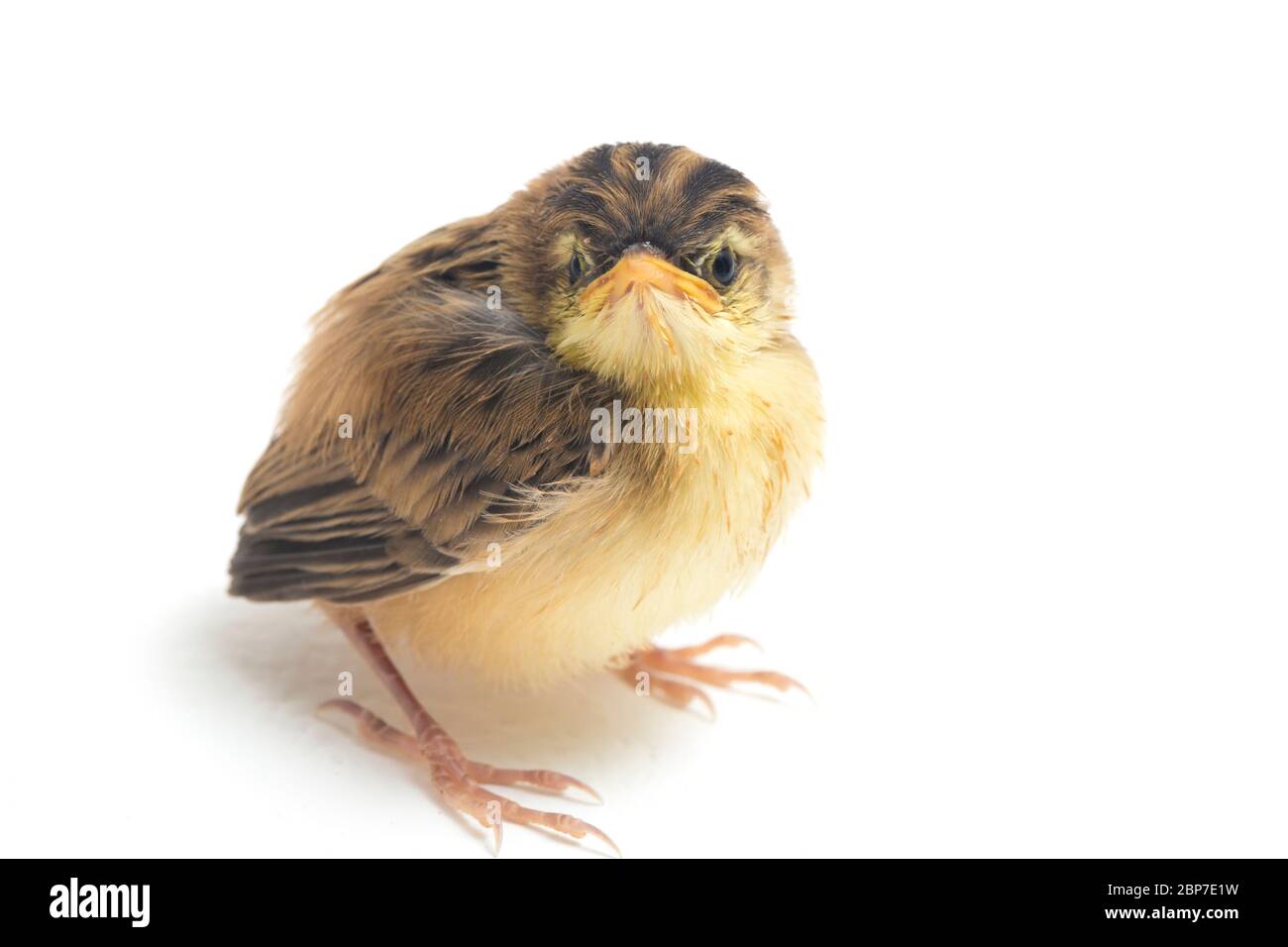 Junger Zitting Cisticola Vogel (Cisticola juncidis) isoliert auf weißem Hintergrund Stockfoto