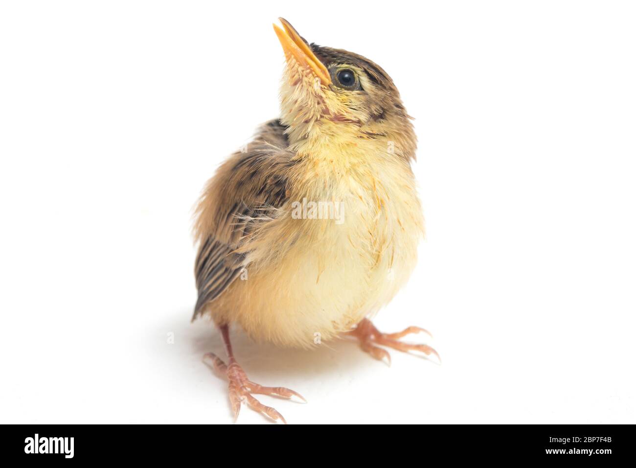 Junger Zitting Cisticola Vogel (Cisticola juncidis) isoliert auf weißem Hintergrund Stockfoto