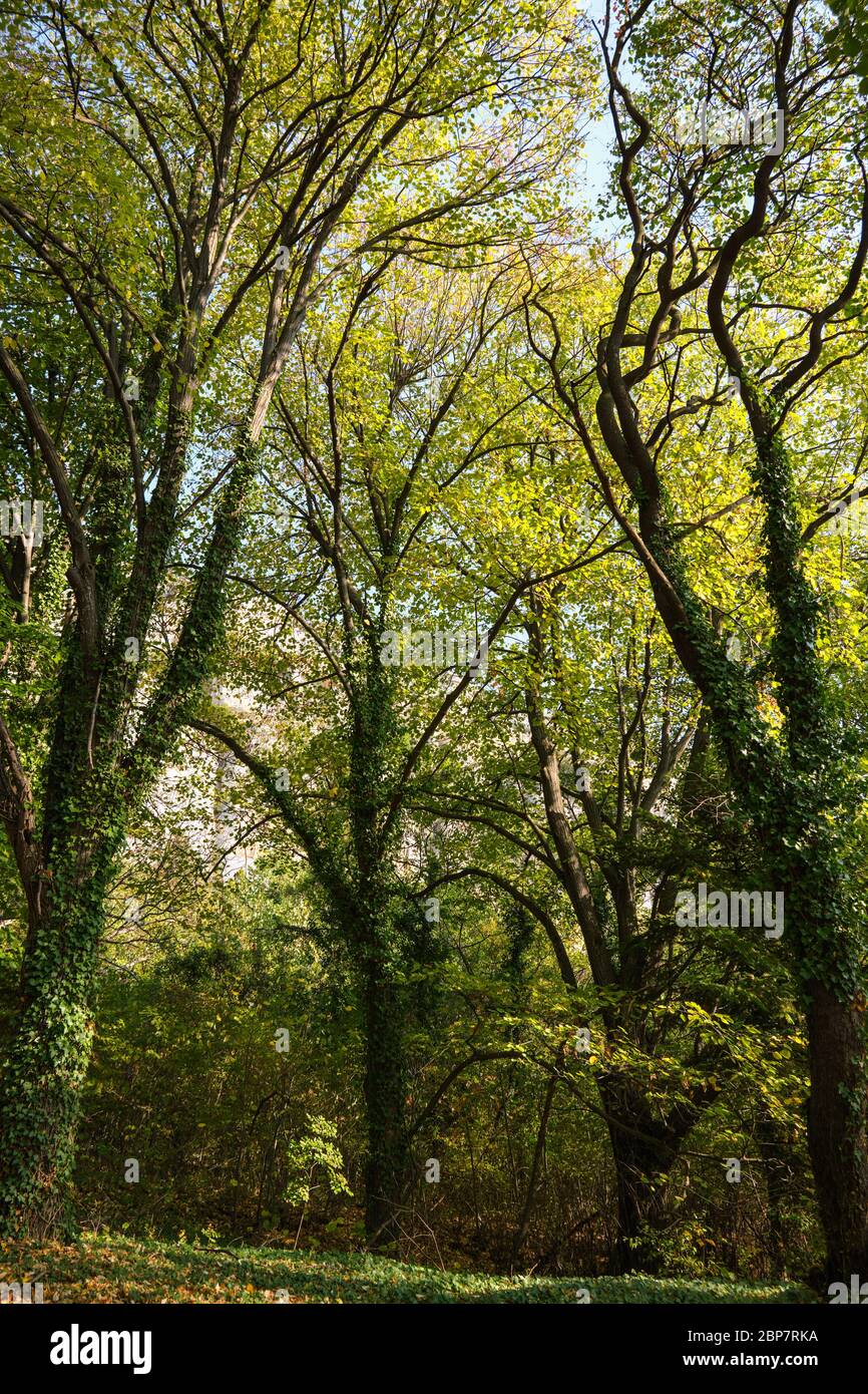 Frühe Herbst Low Angle View Grüne Bäume mit Laub auf dem Boden im Wald Stockfoto