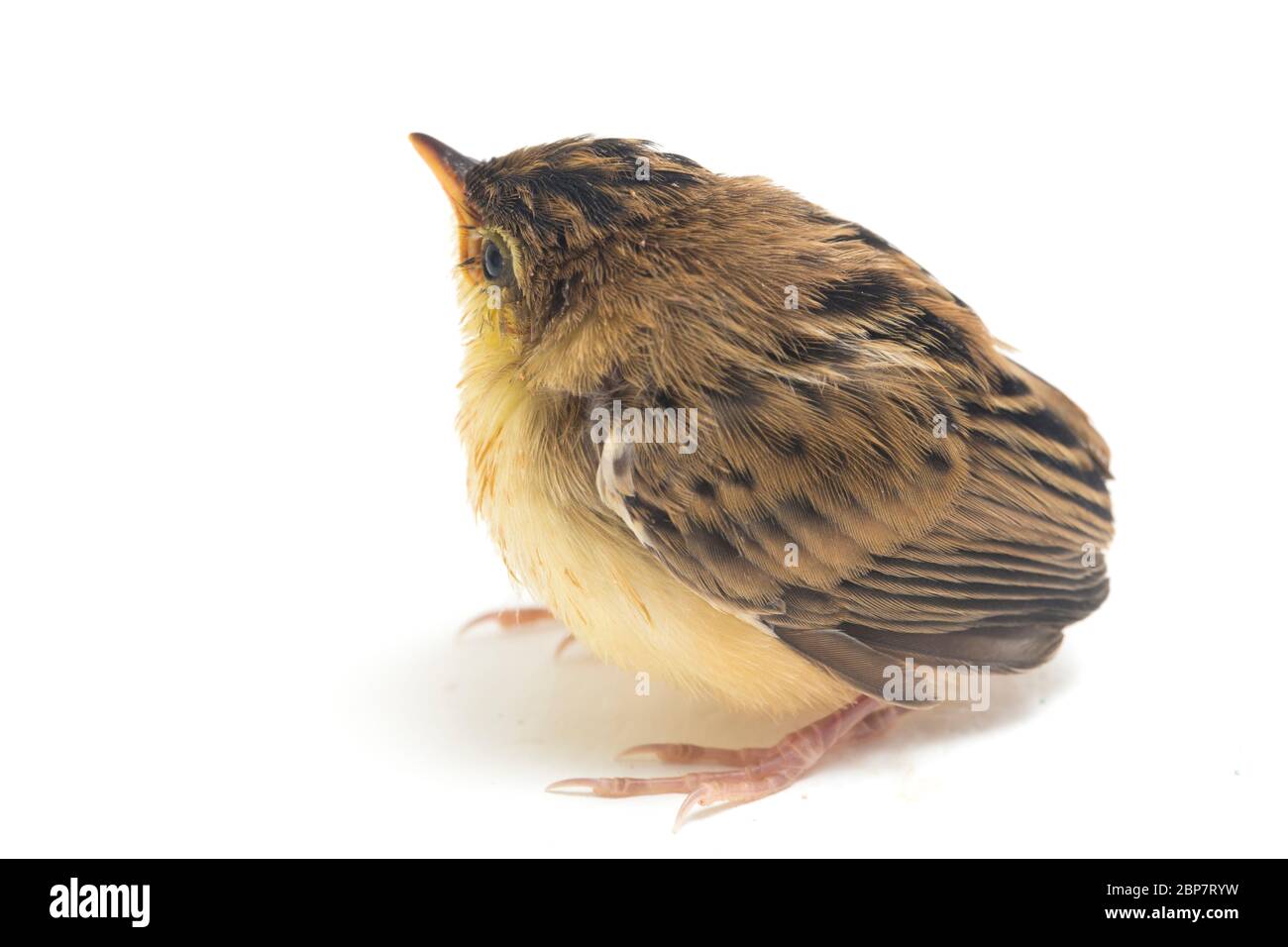 Junger Zitting Cisticola Vogel (Cisticola juncidis) isoliert auf weißem Hintergrund Stockfoto