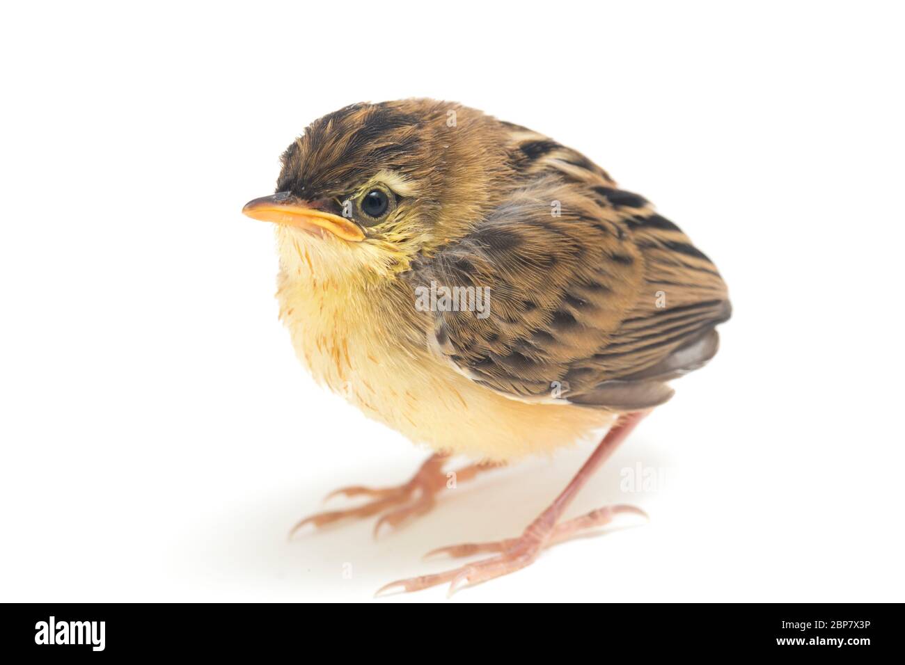 Junger Zitting Cisticola Vogel (Cisticola juncidis) isoliert auf weißem Hintergrund Stockfoto