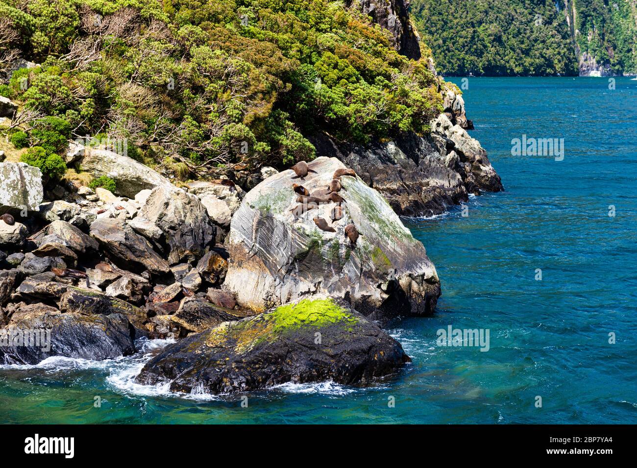 Seal Rock und Pelz Seehunde in Milford Sound's Fjord Land in der Südinsel von Neuseeland. Stockfoto